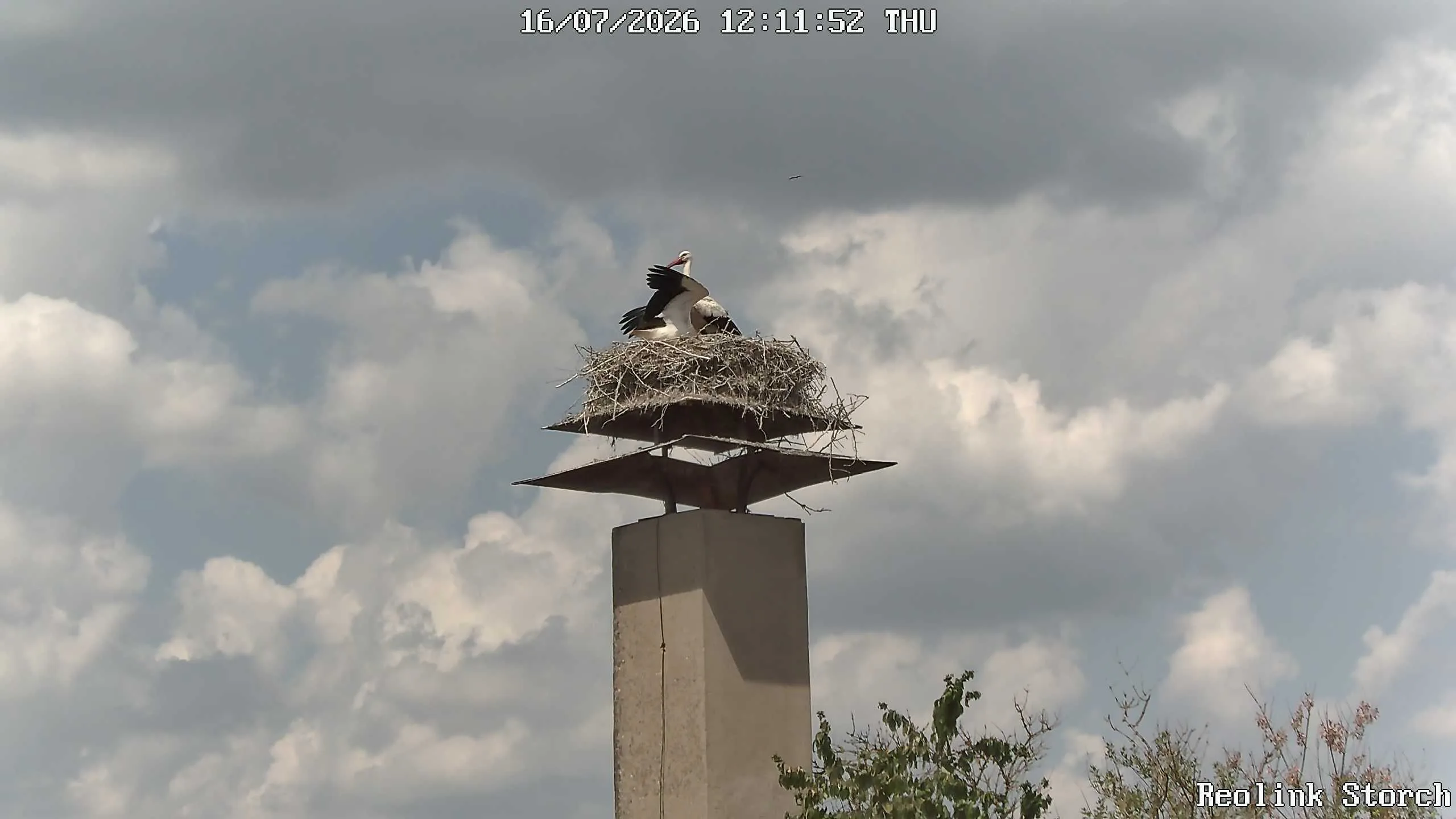 Storchencam Bild