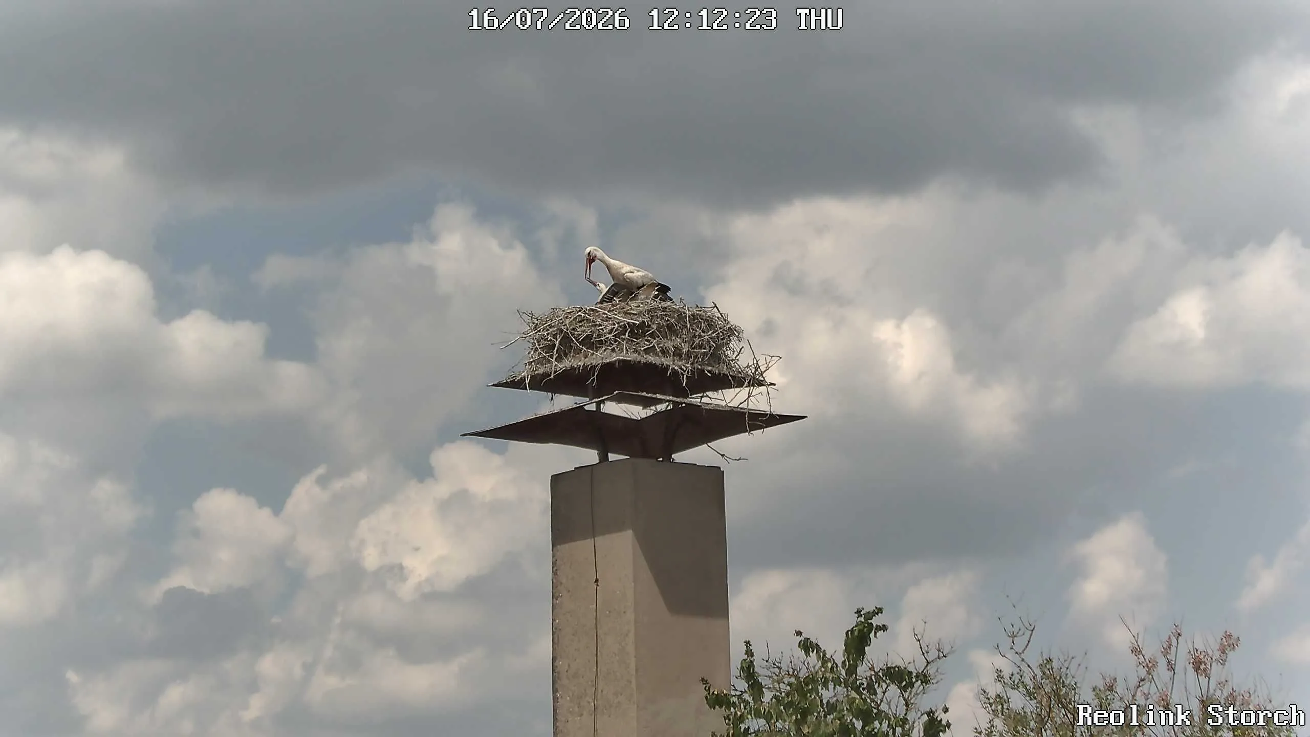 Storchencam Bild