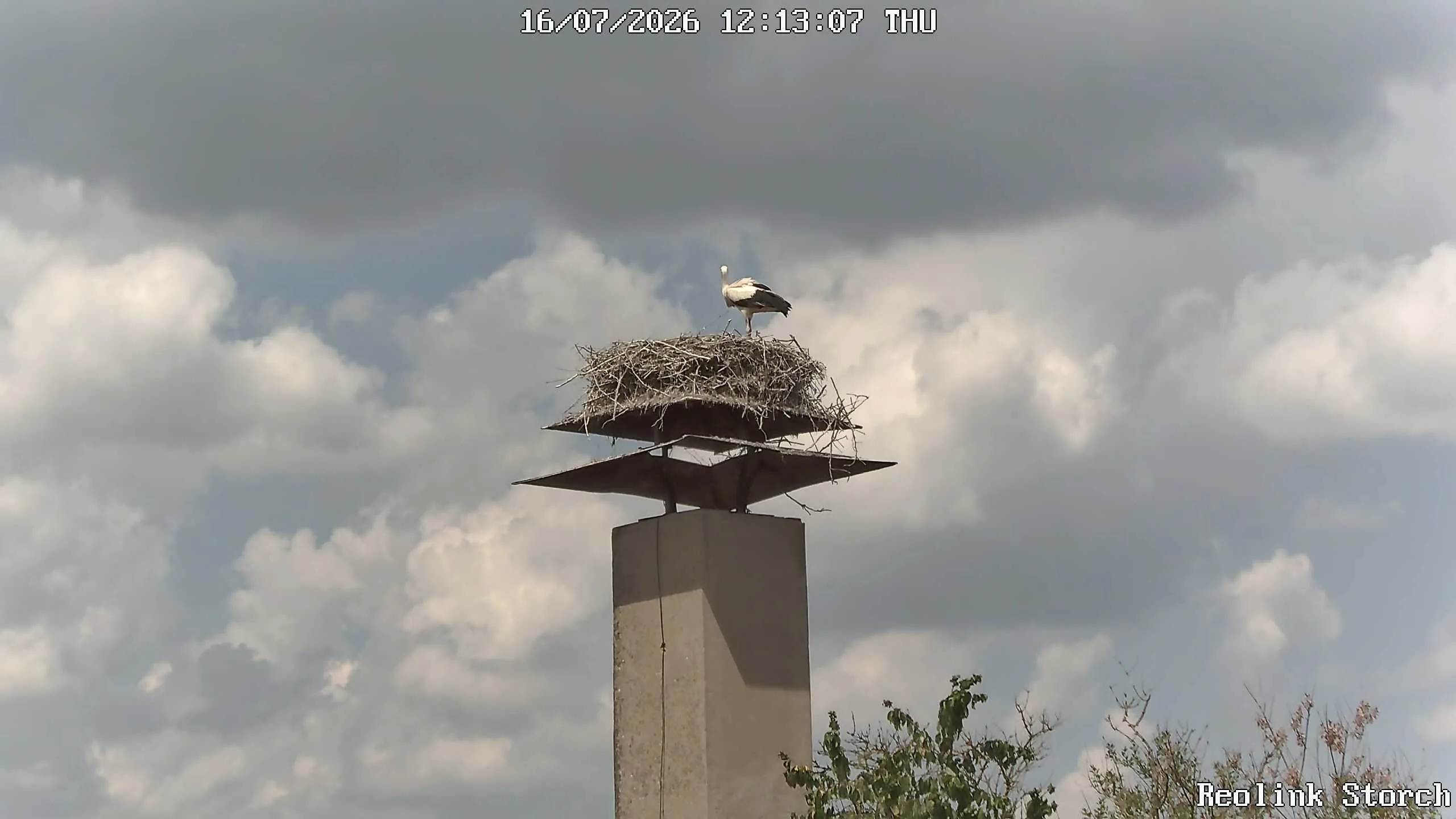 Storchencam Bild