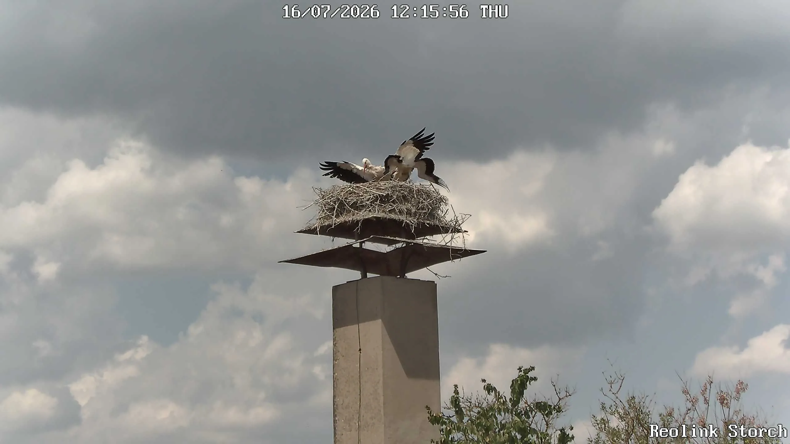 Storchencam Bild