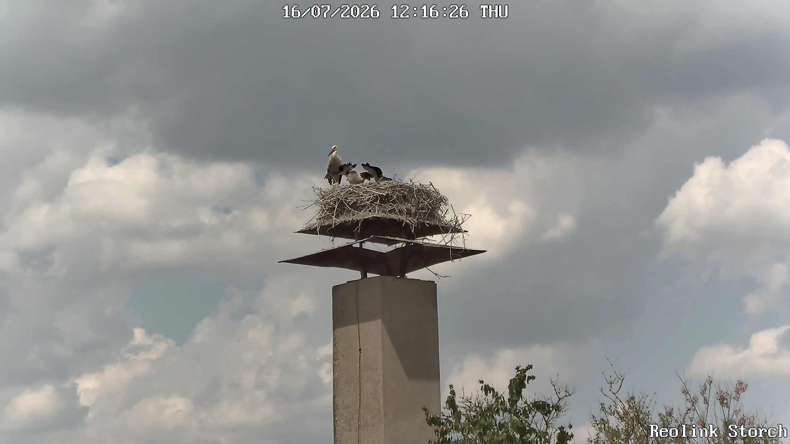 Storchencam Bild