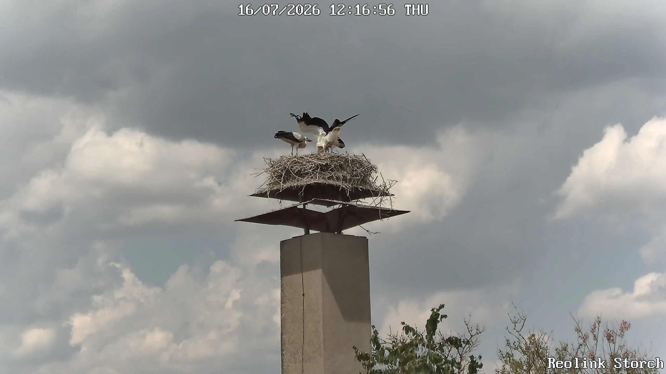 Storchencam Bild