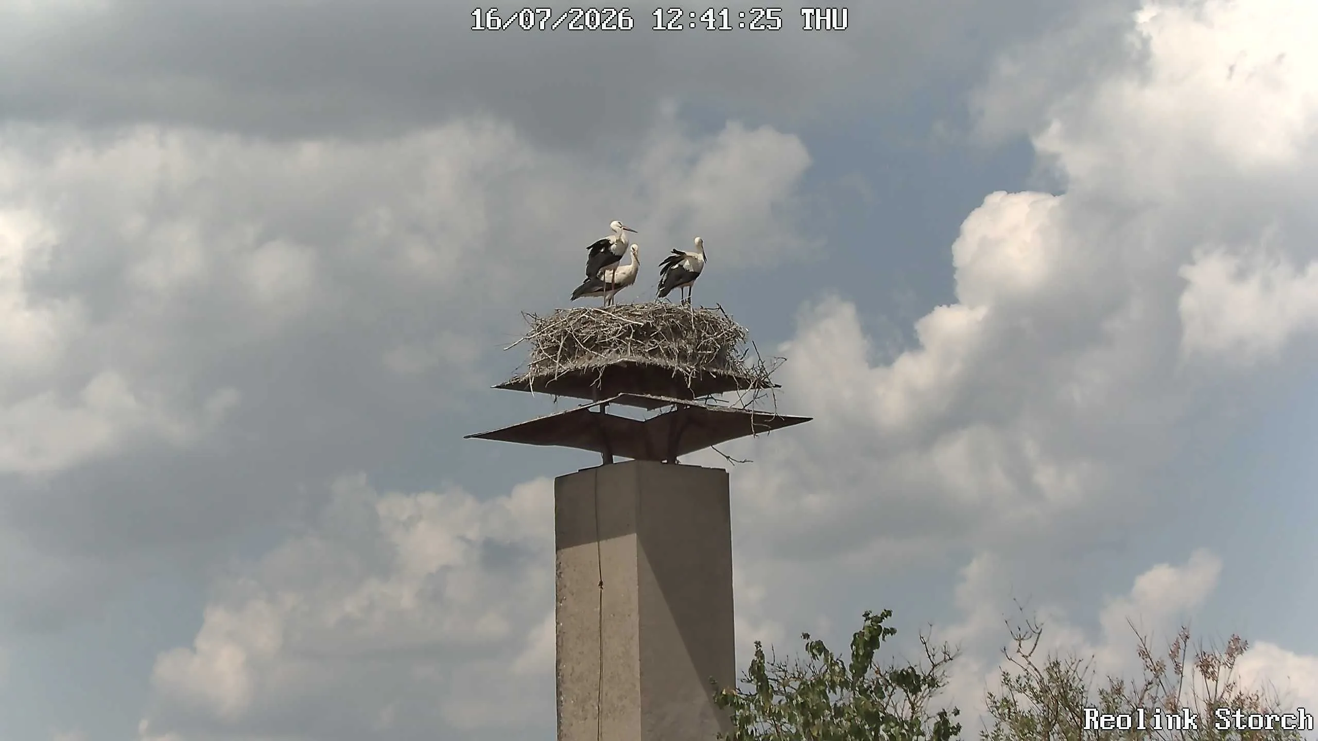 Storchencam Bild