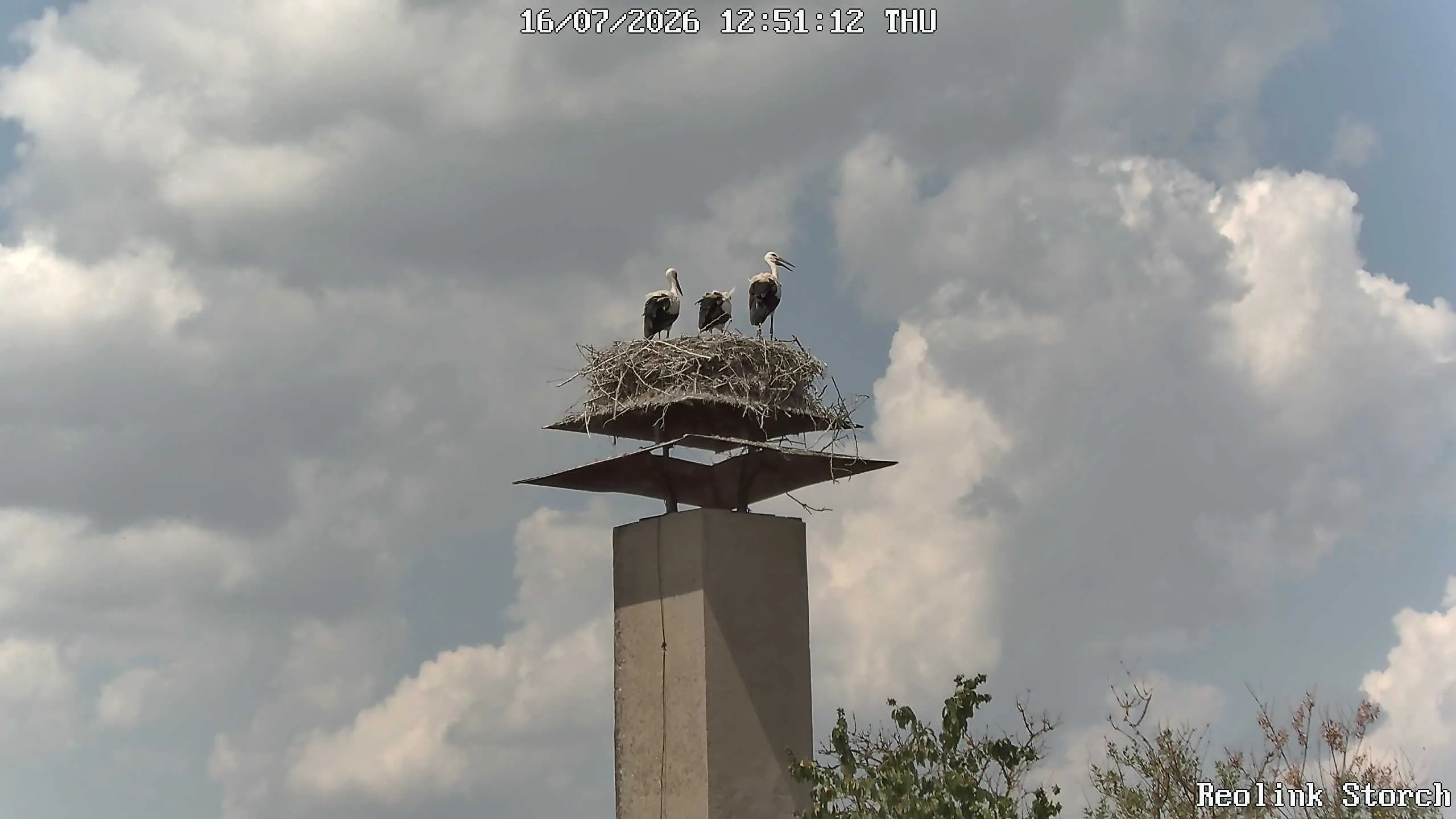 Storchencam Bild