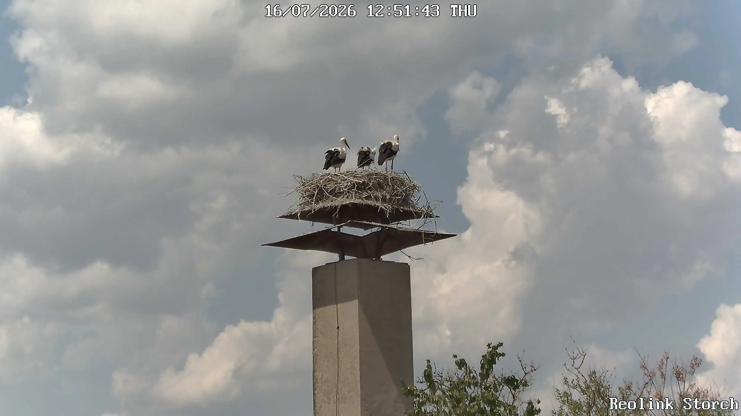 Storchencam Bild