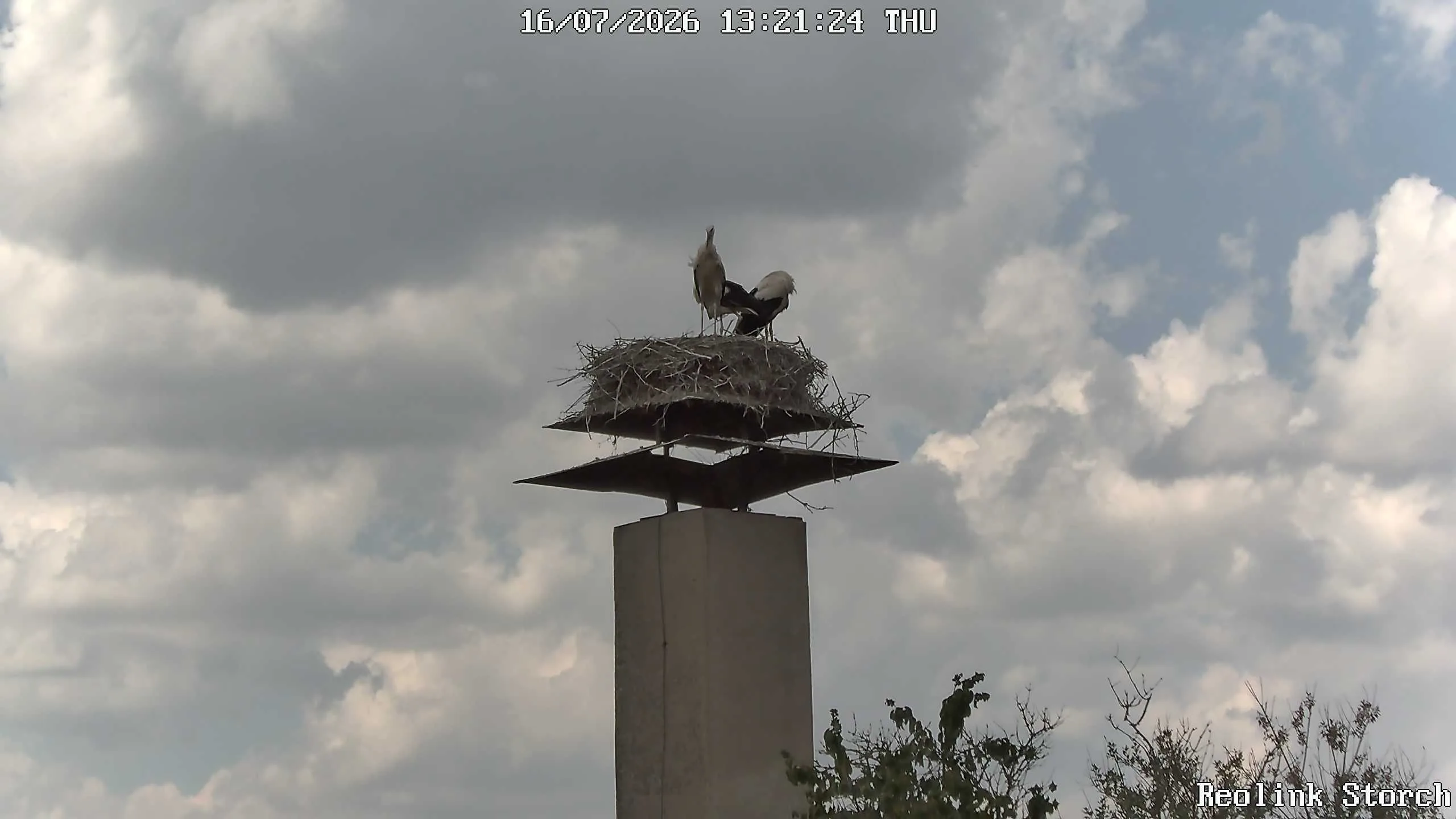 Storchencam Bild