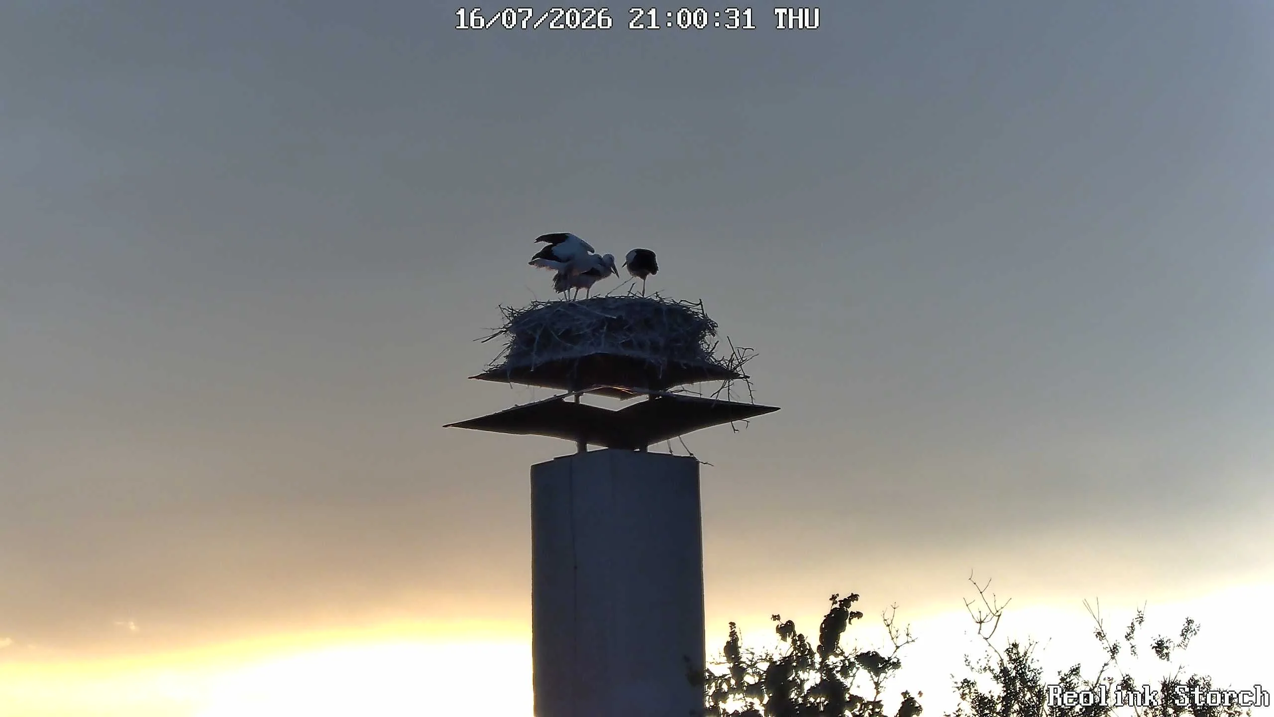 Storchencam Bild