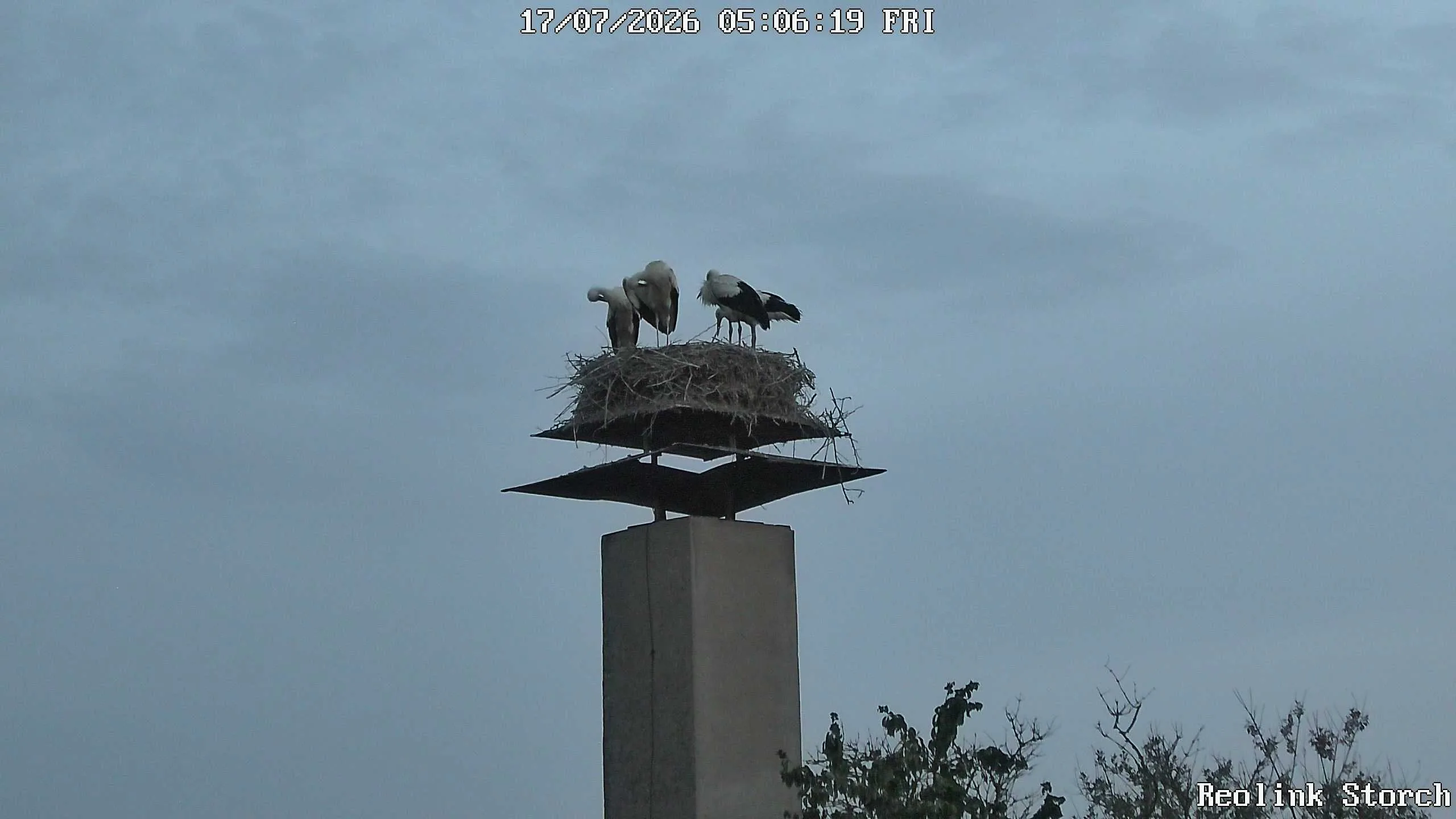Storchencam Bild