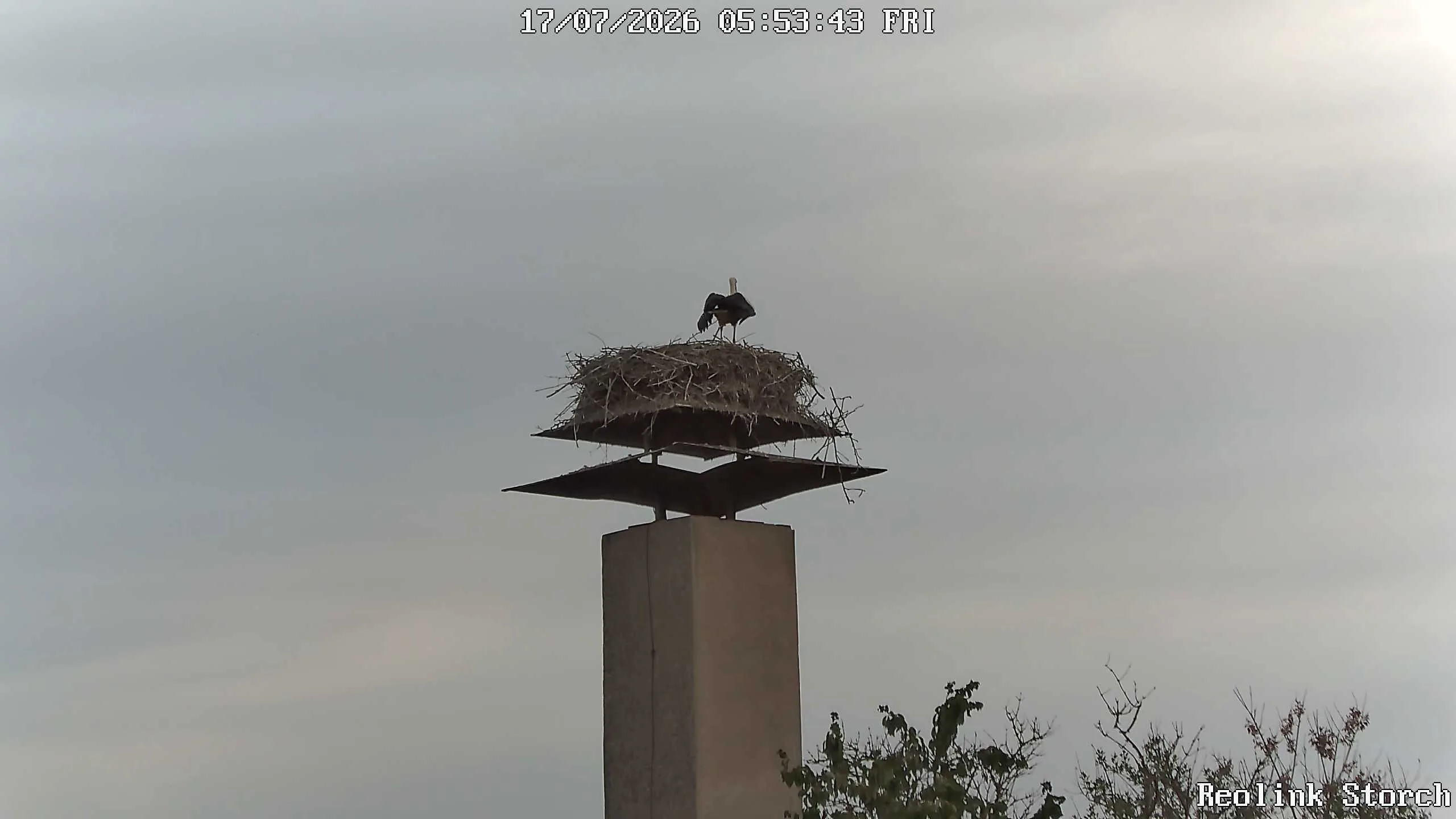 Storchencam Bild
