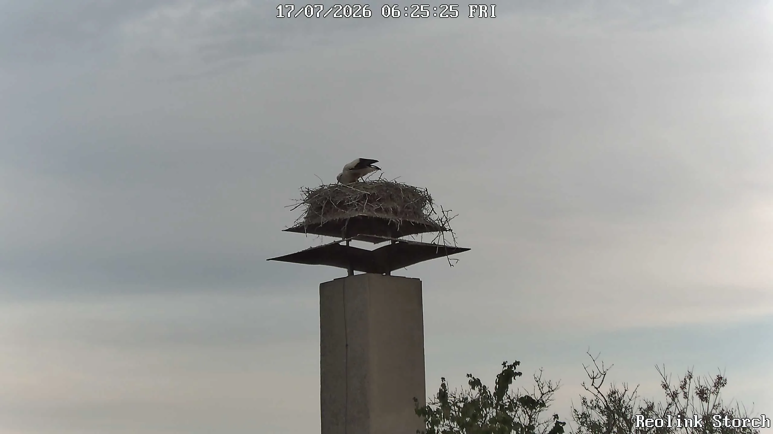 Storchencam Bild