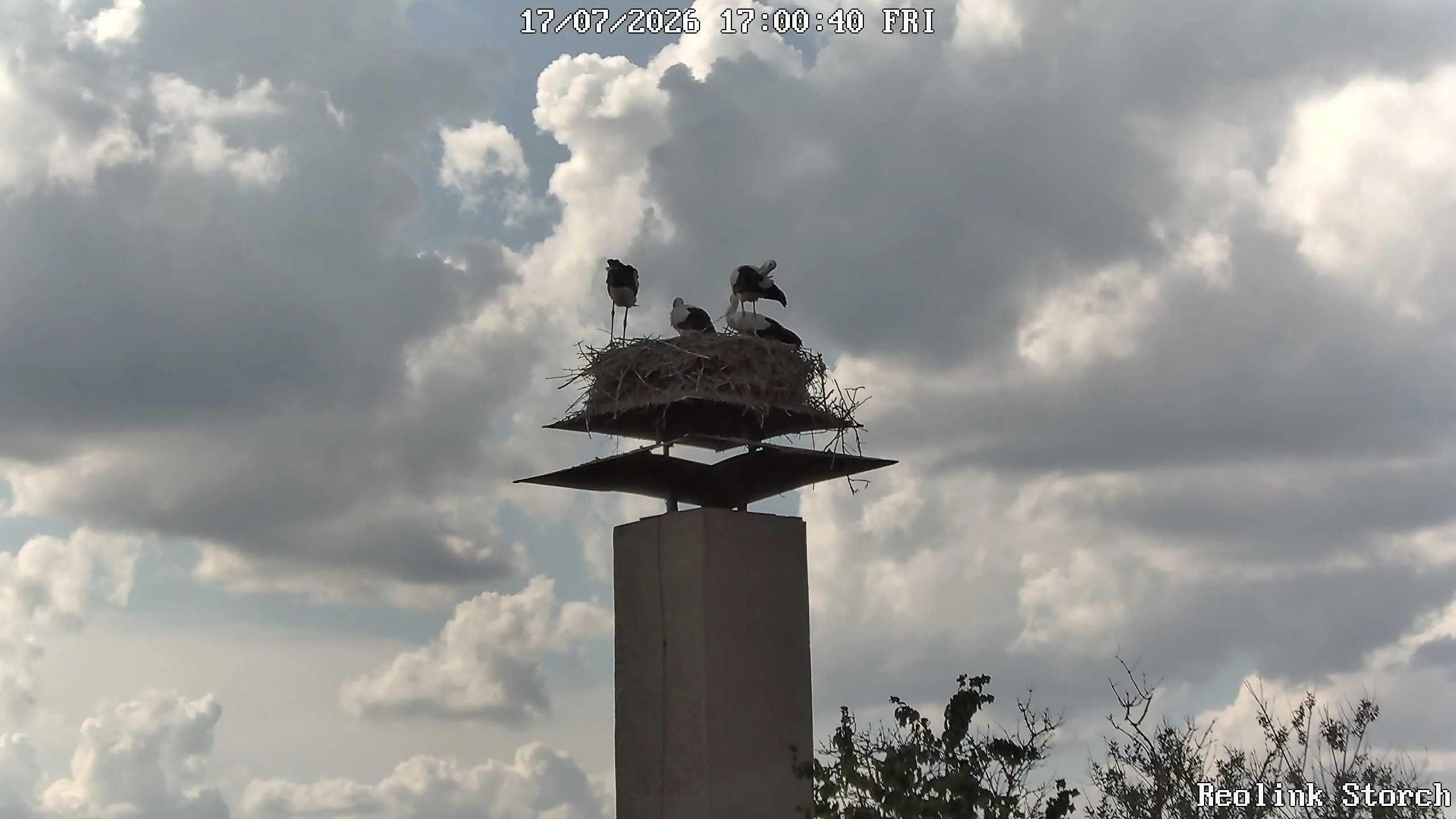 Storchencam Bild