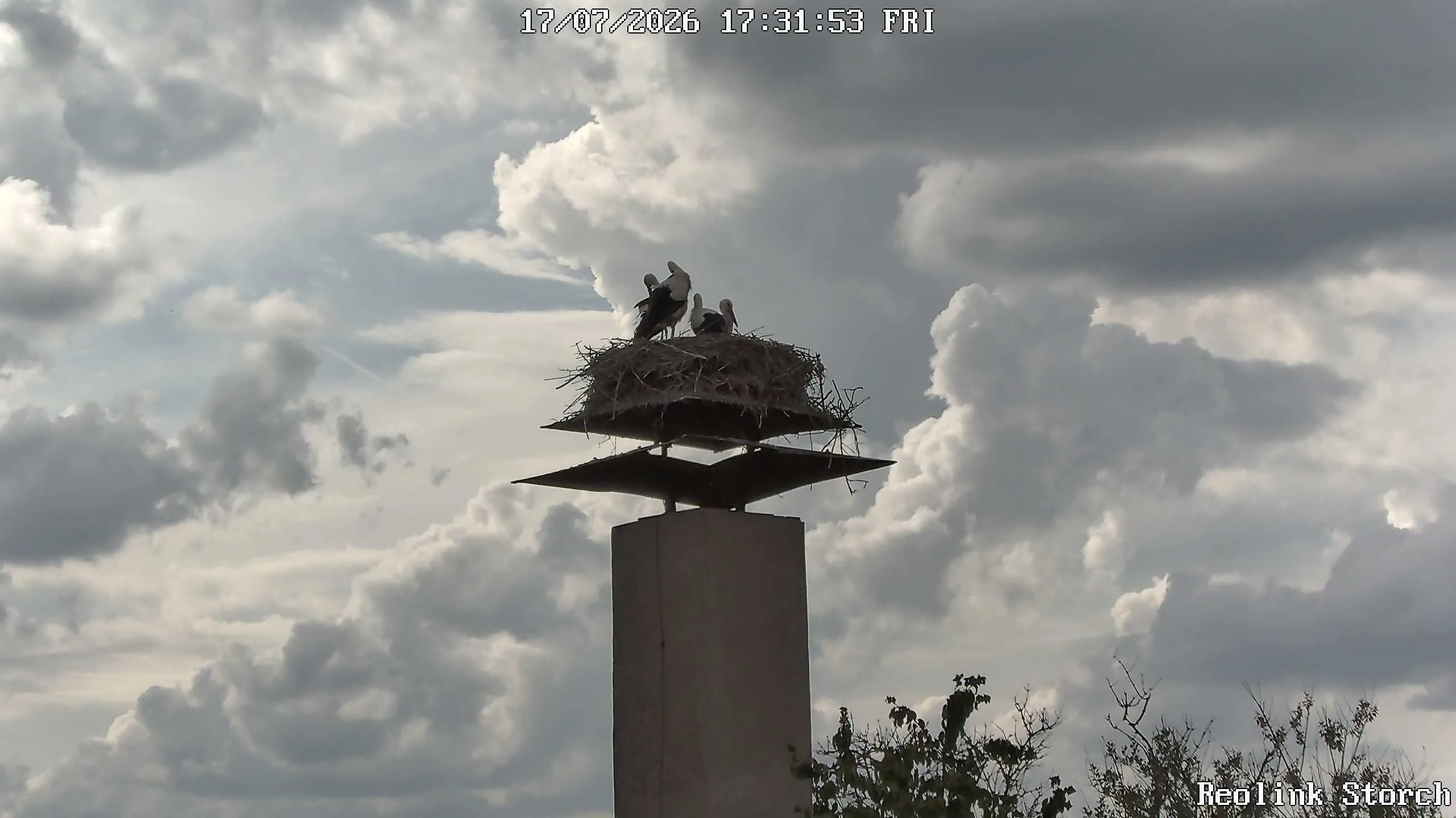 Storchencam Bild