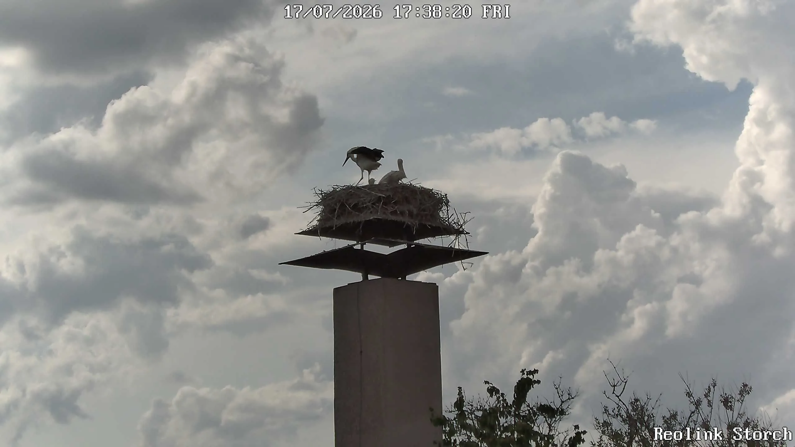Storchencam Bild