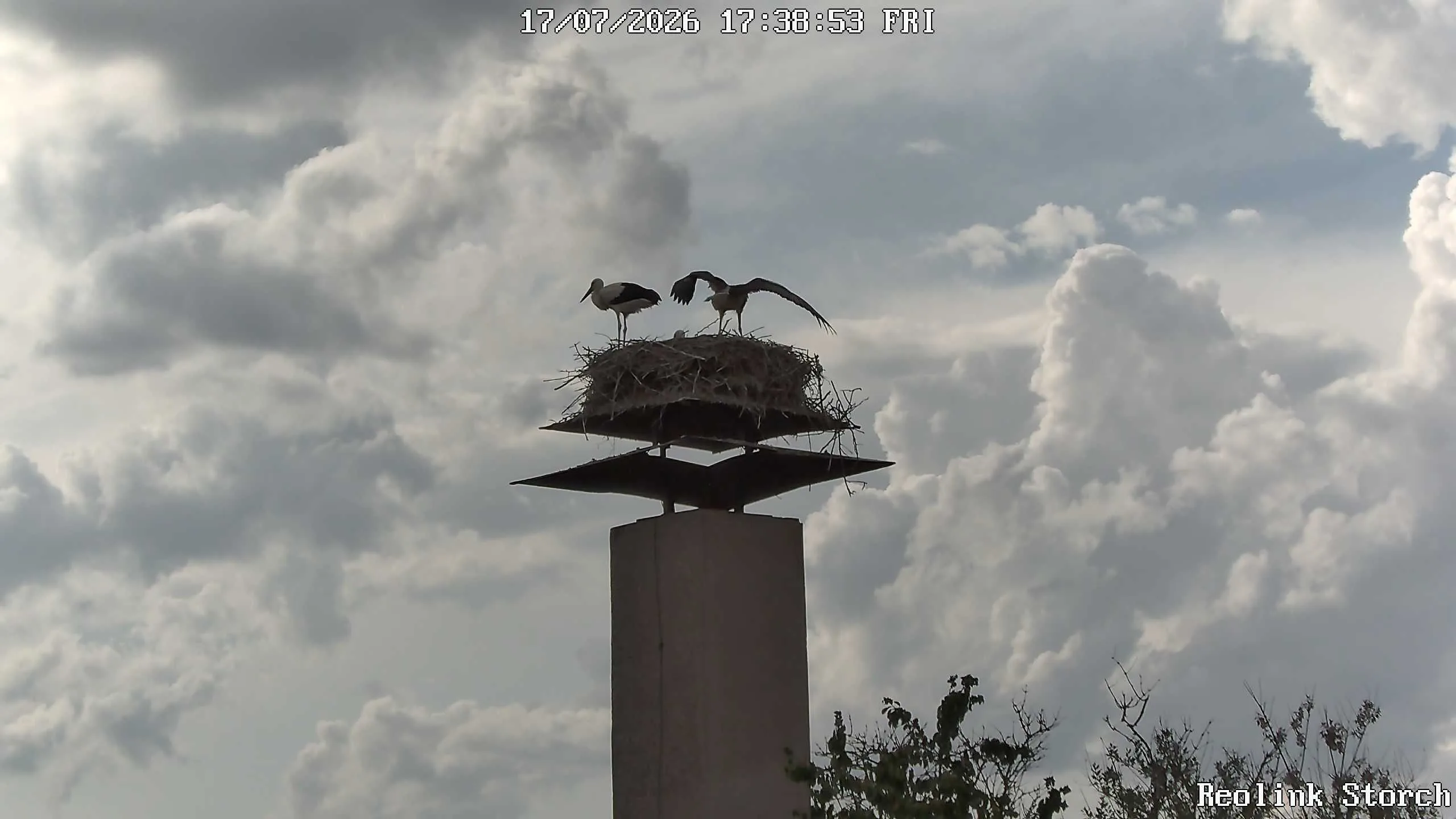 Storchencam Bild
