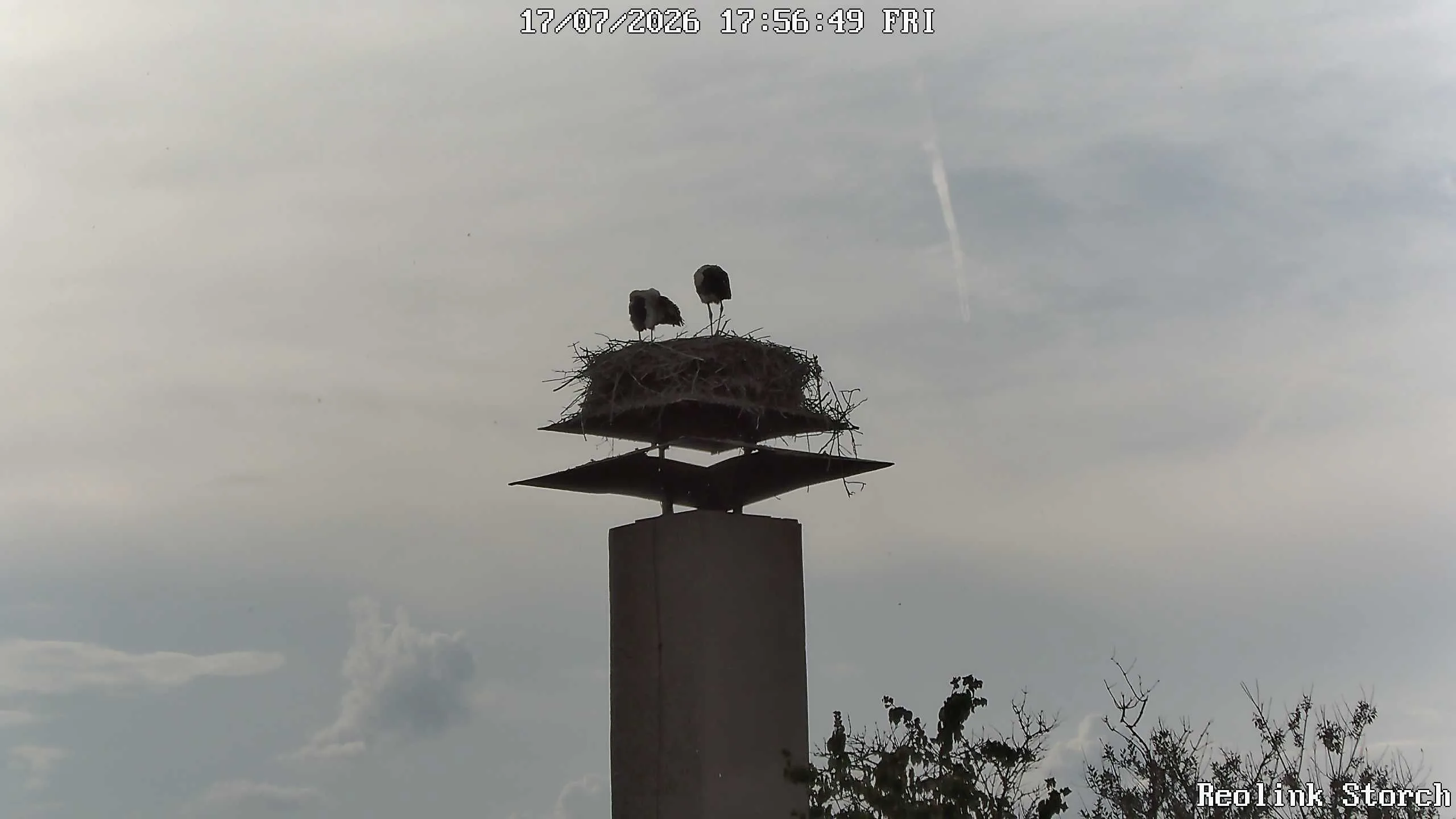 Storchencam Bild