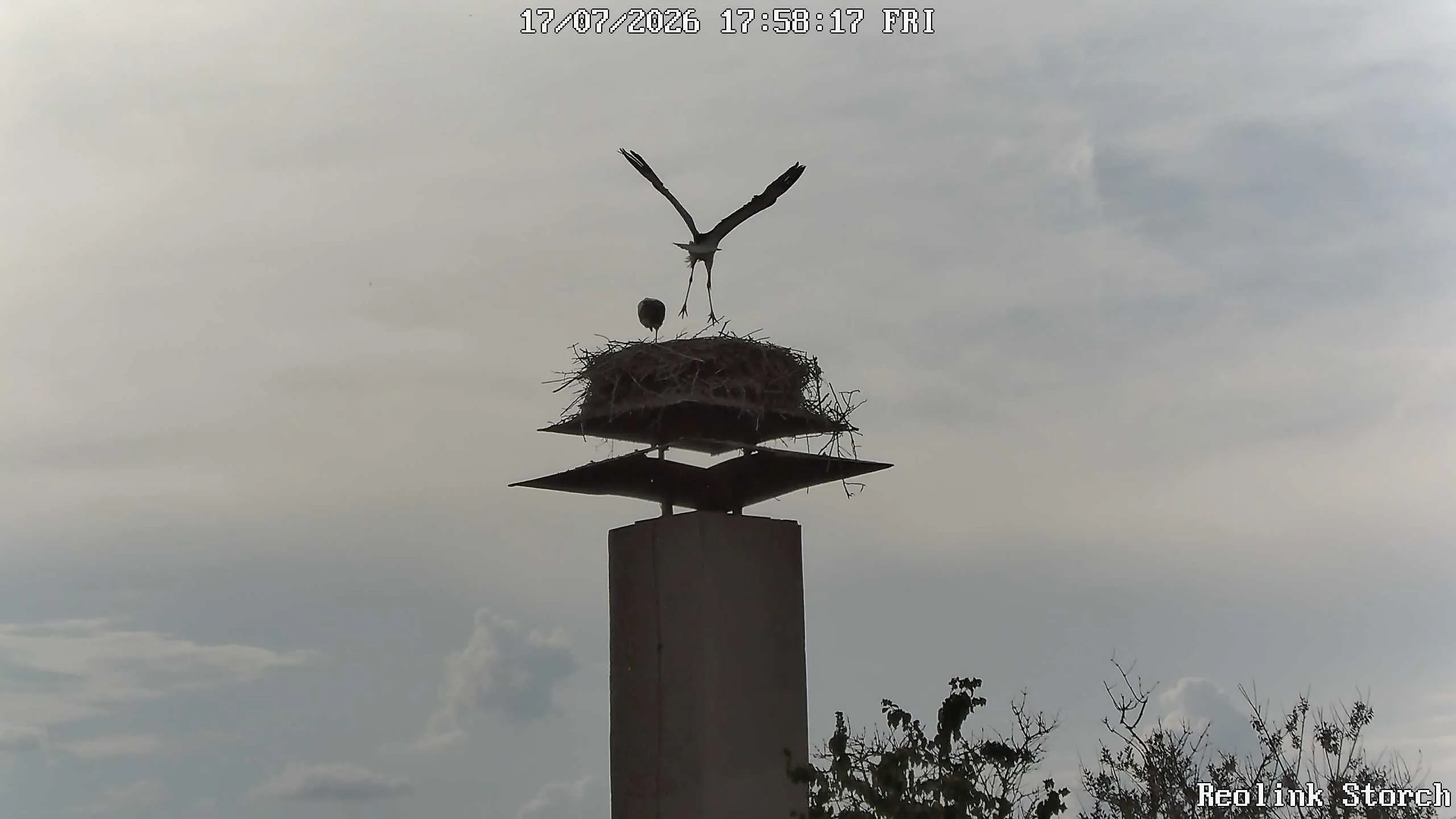 Storchencam Bild