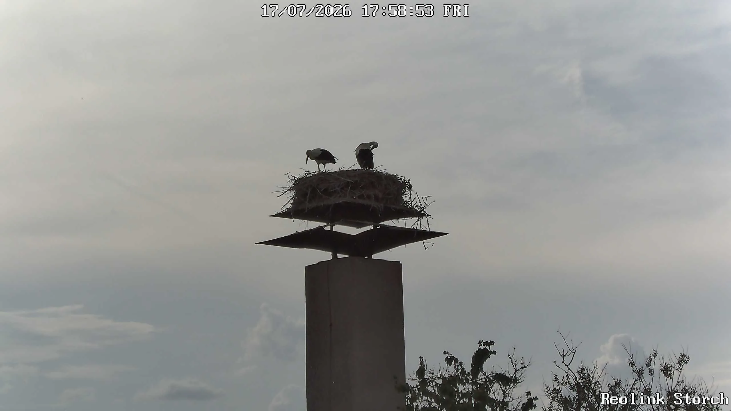 Storchencam Bild