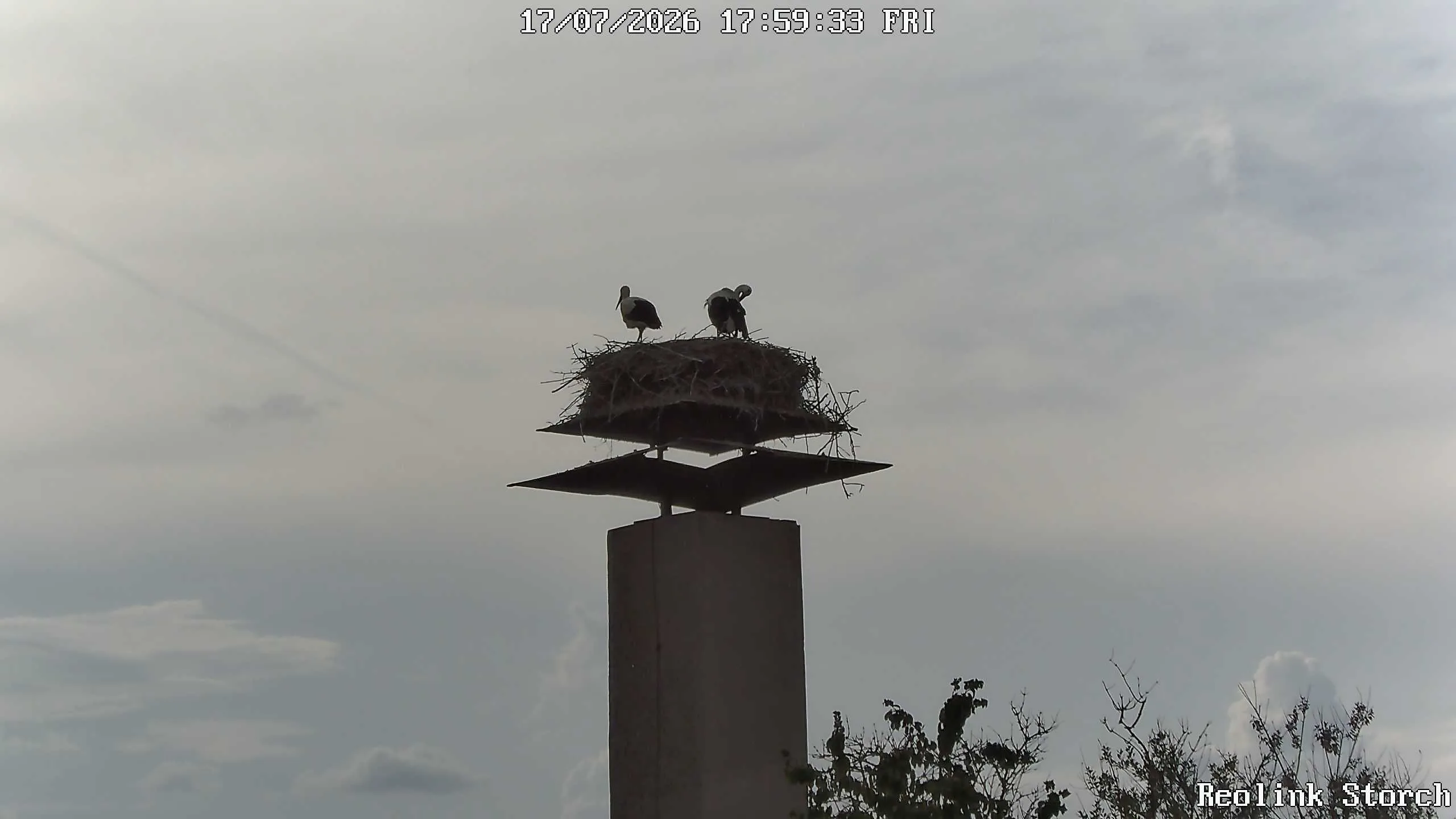 Storchencam Bild