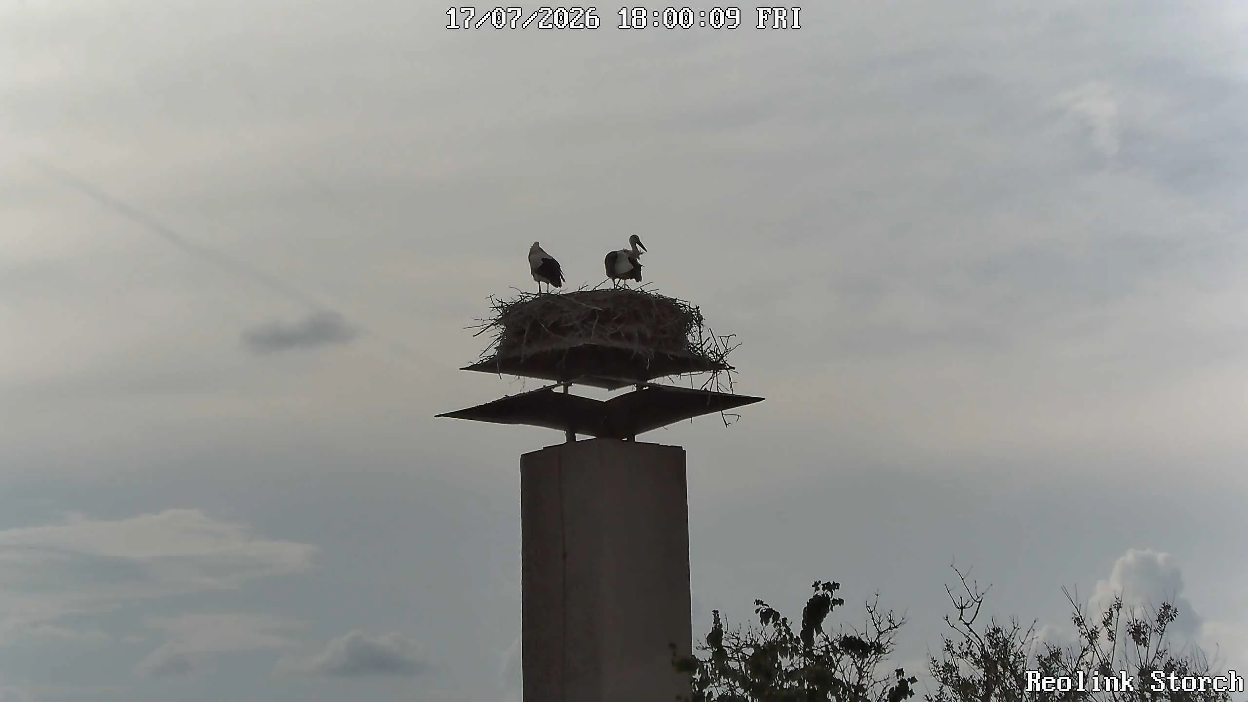 Storchencam Bild
