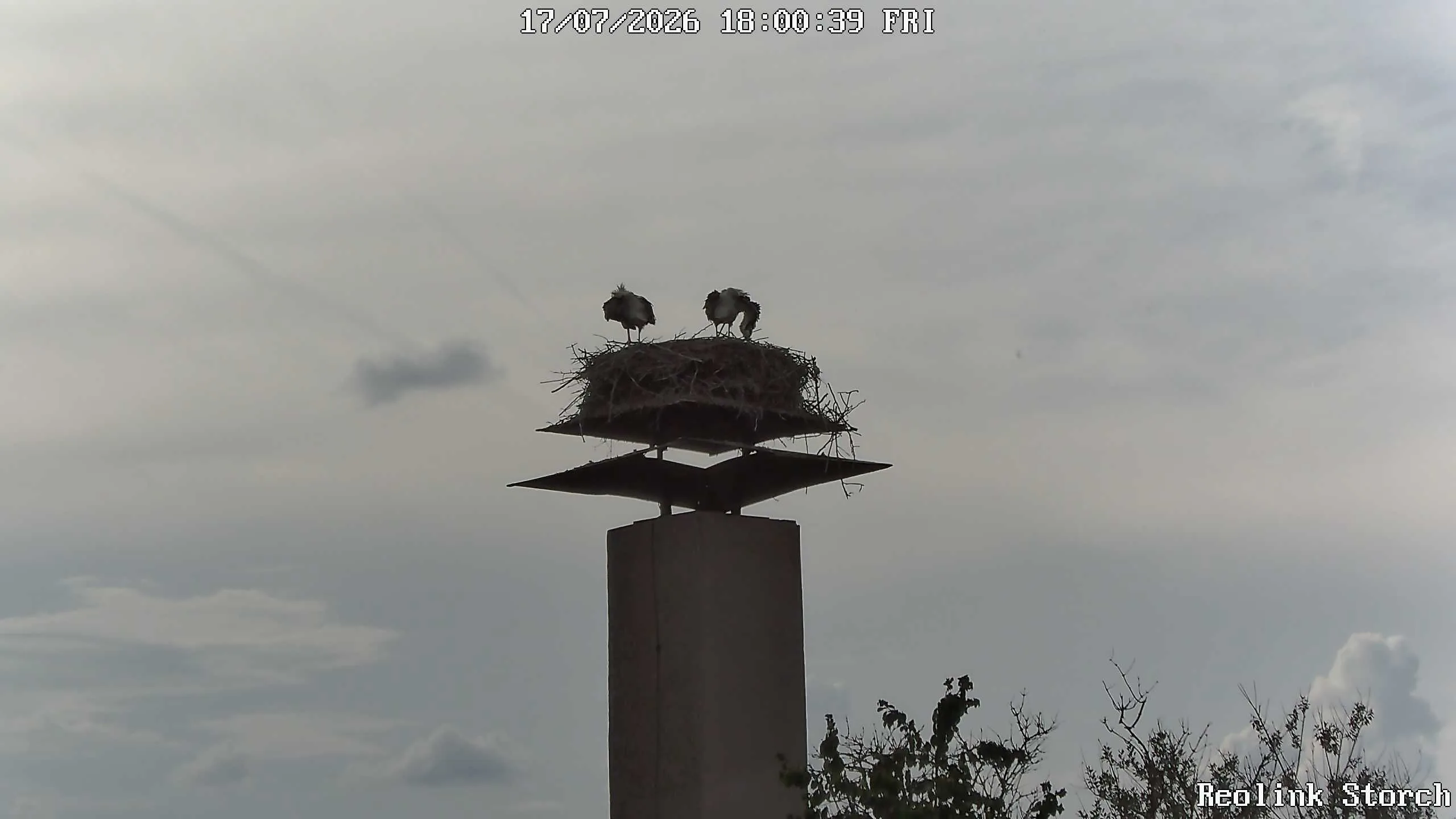Storchencam Bild
