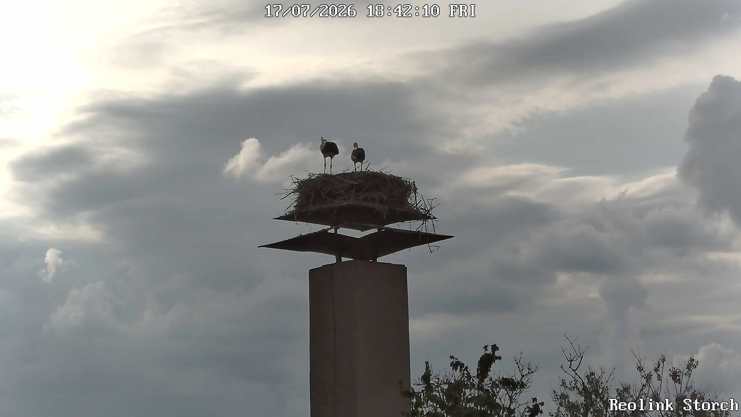 Storchencam Bild