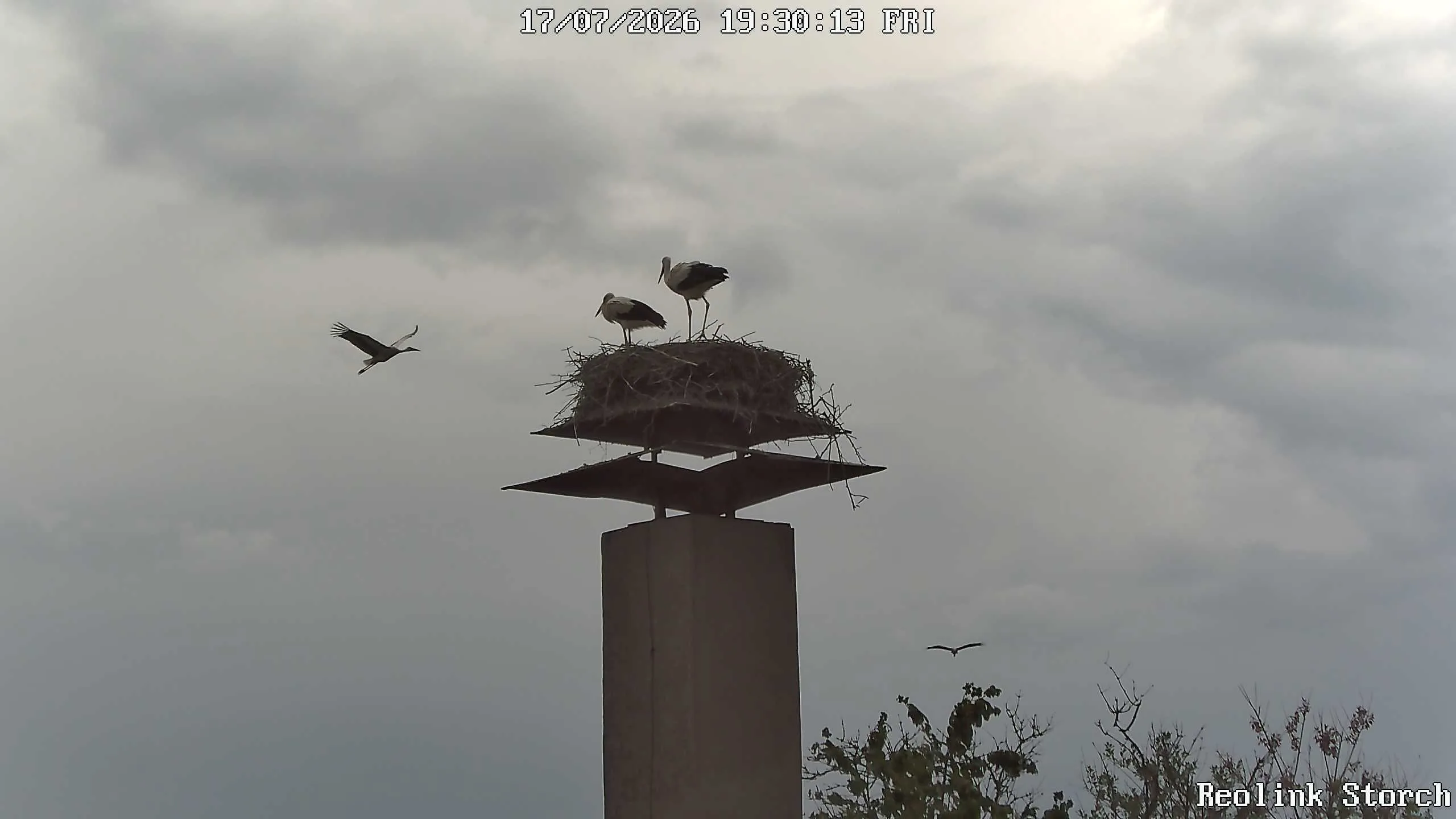 Storchencam Bild