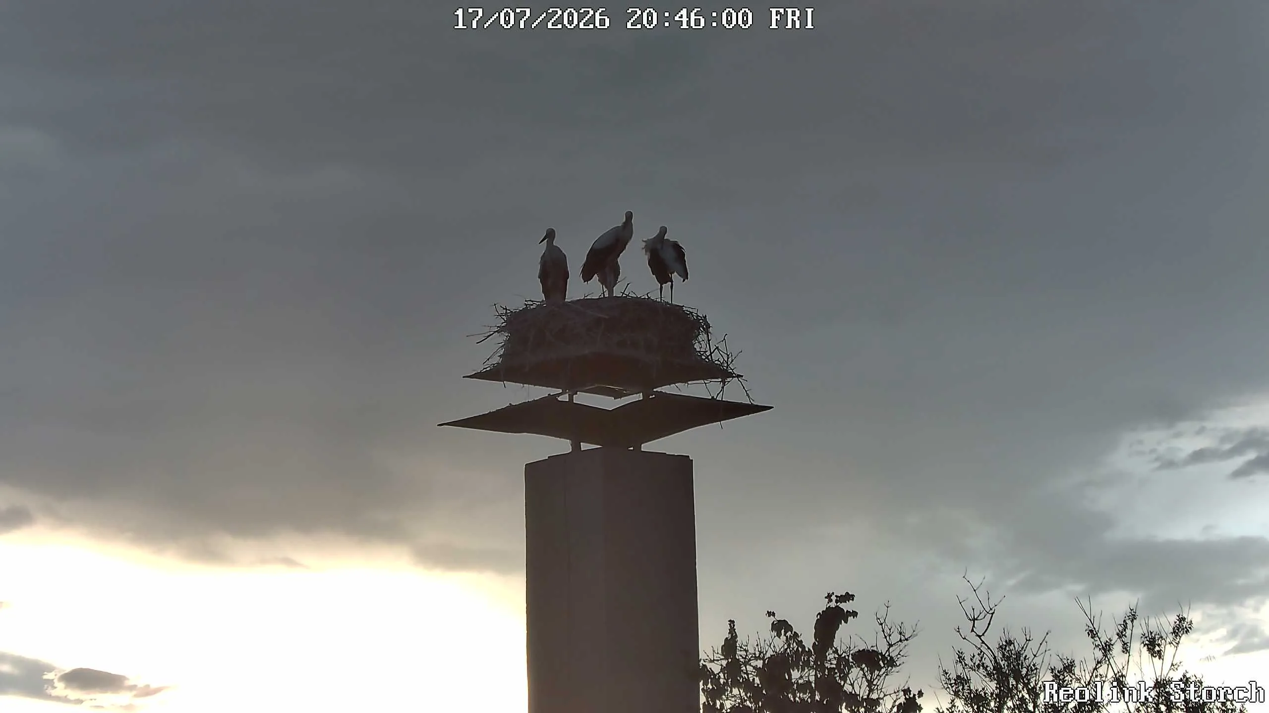 Storchencam Bild