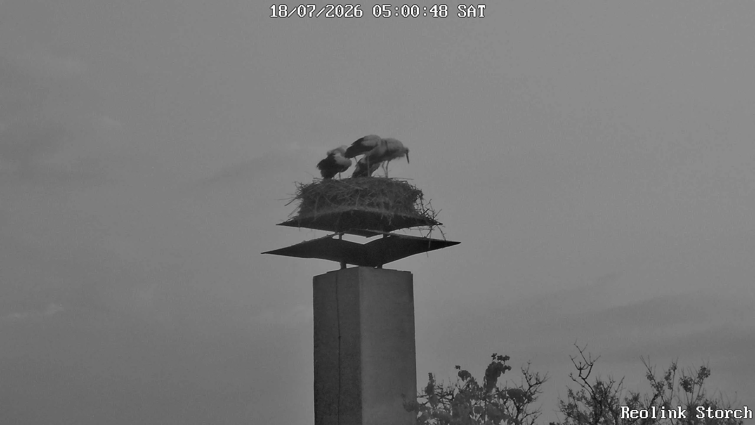 Storchencam Bild