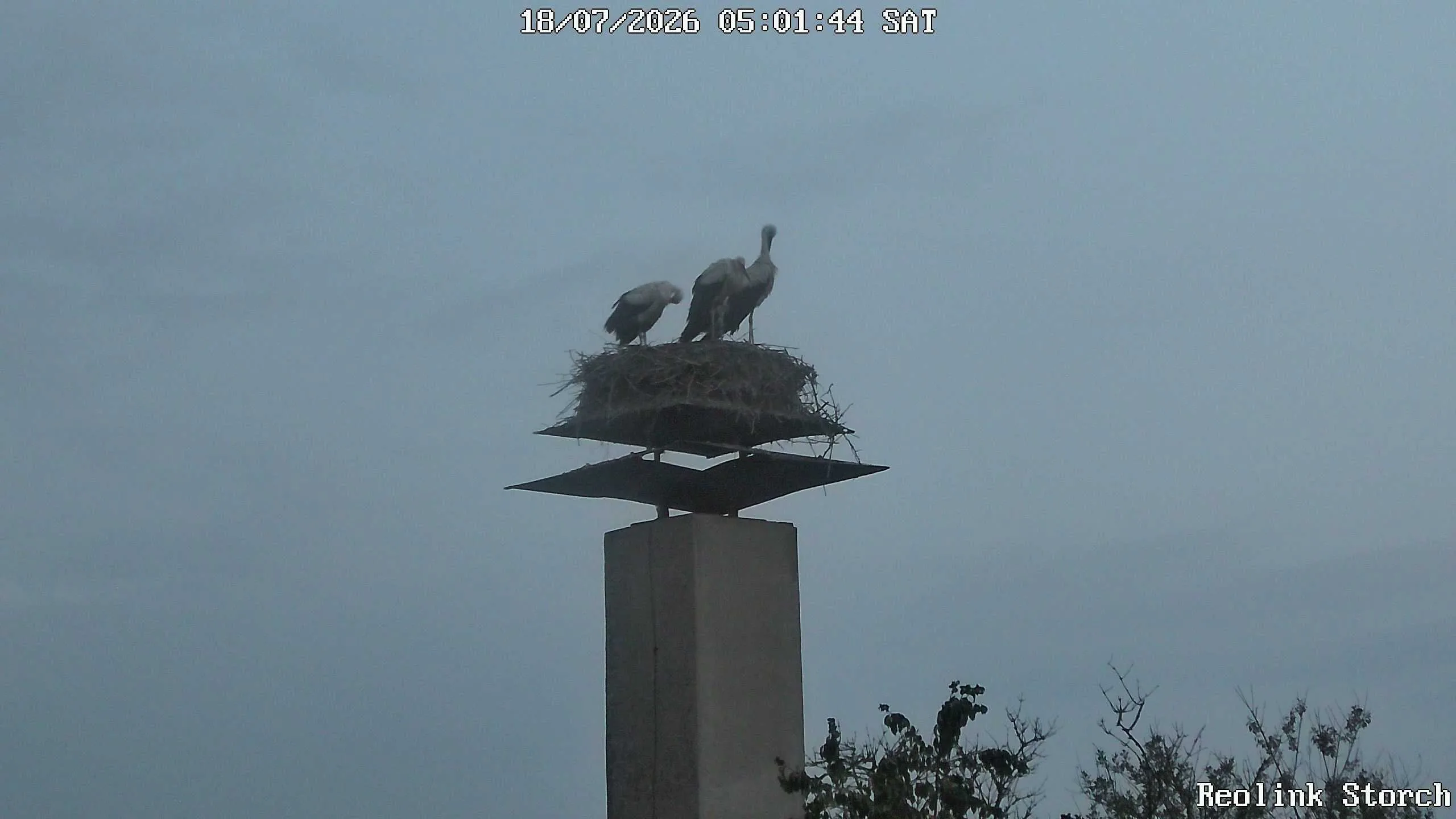 Storchencam Bild