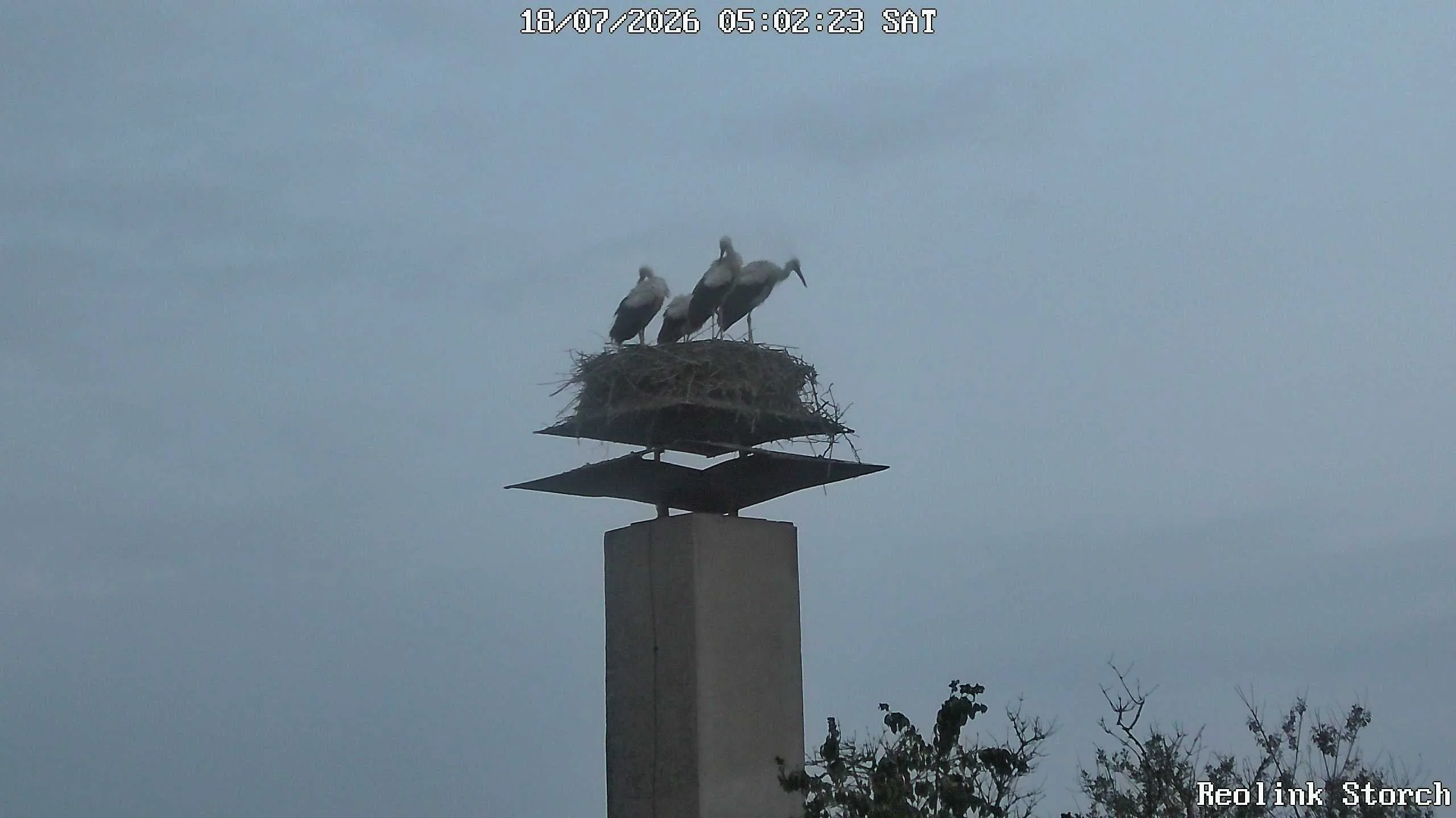 Storchencam Bild