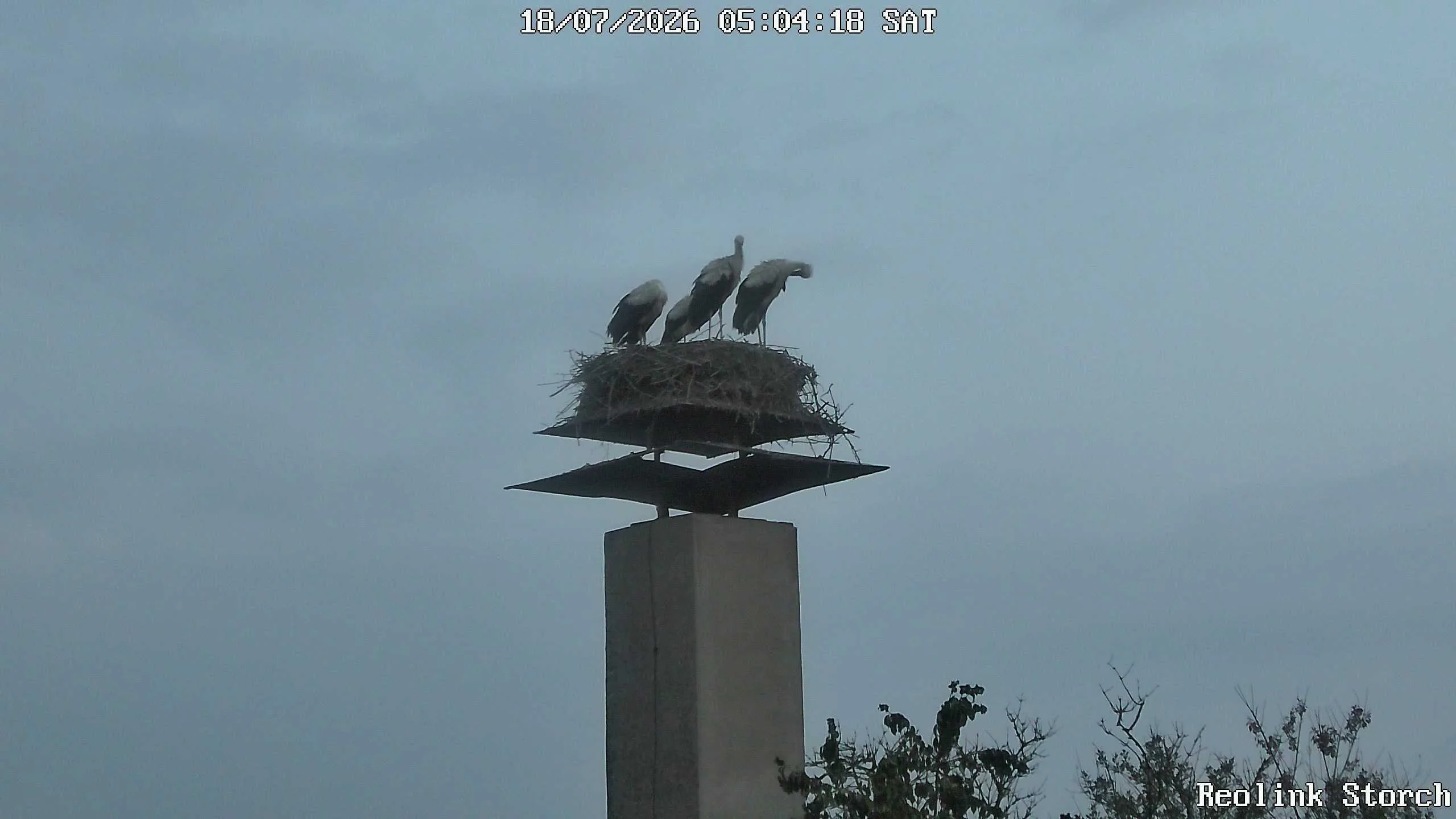 Storchencam Bild
