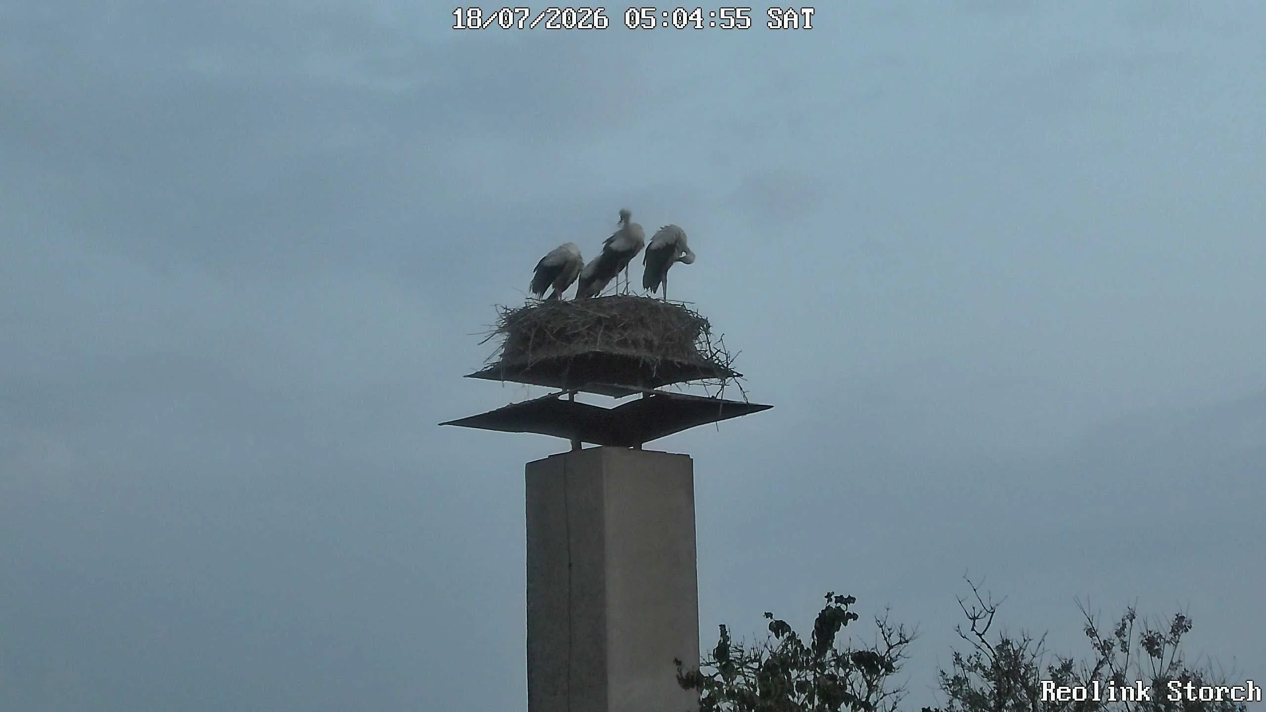 Storchencam Bild