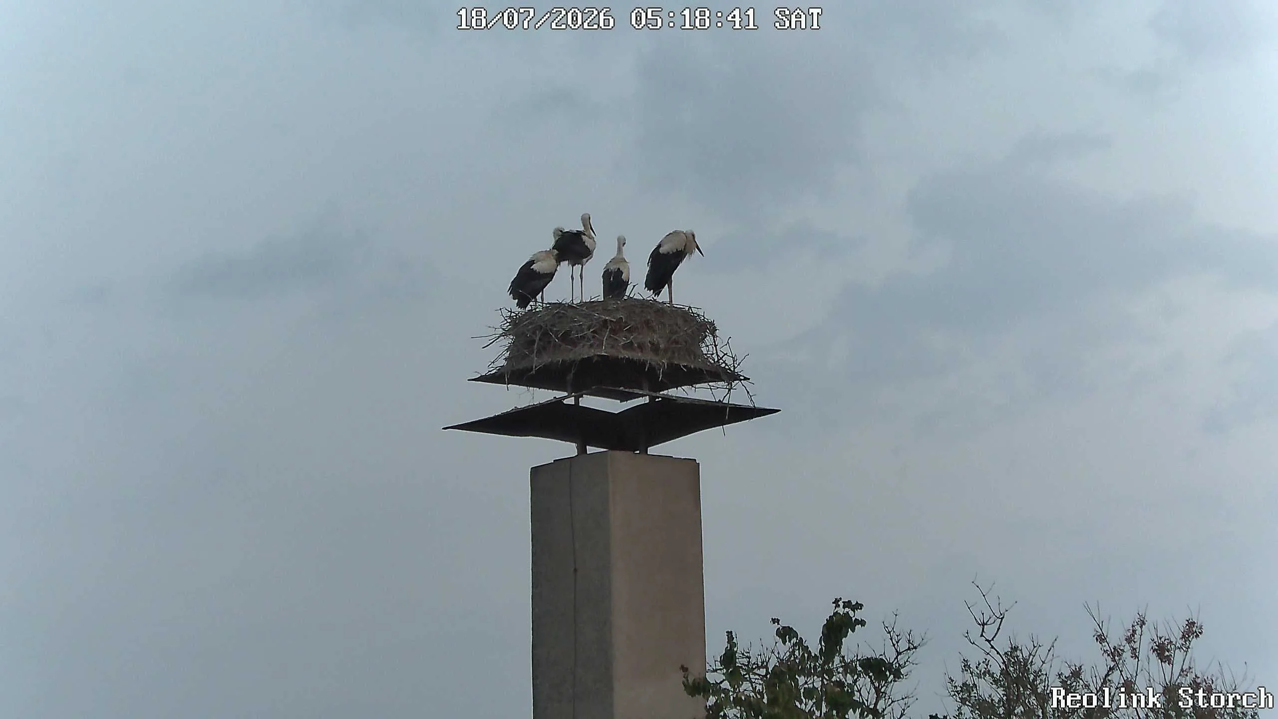 Storchencam Bild