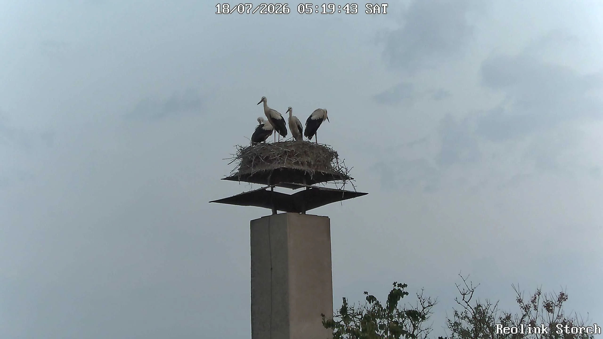 Storchencam Bild