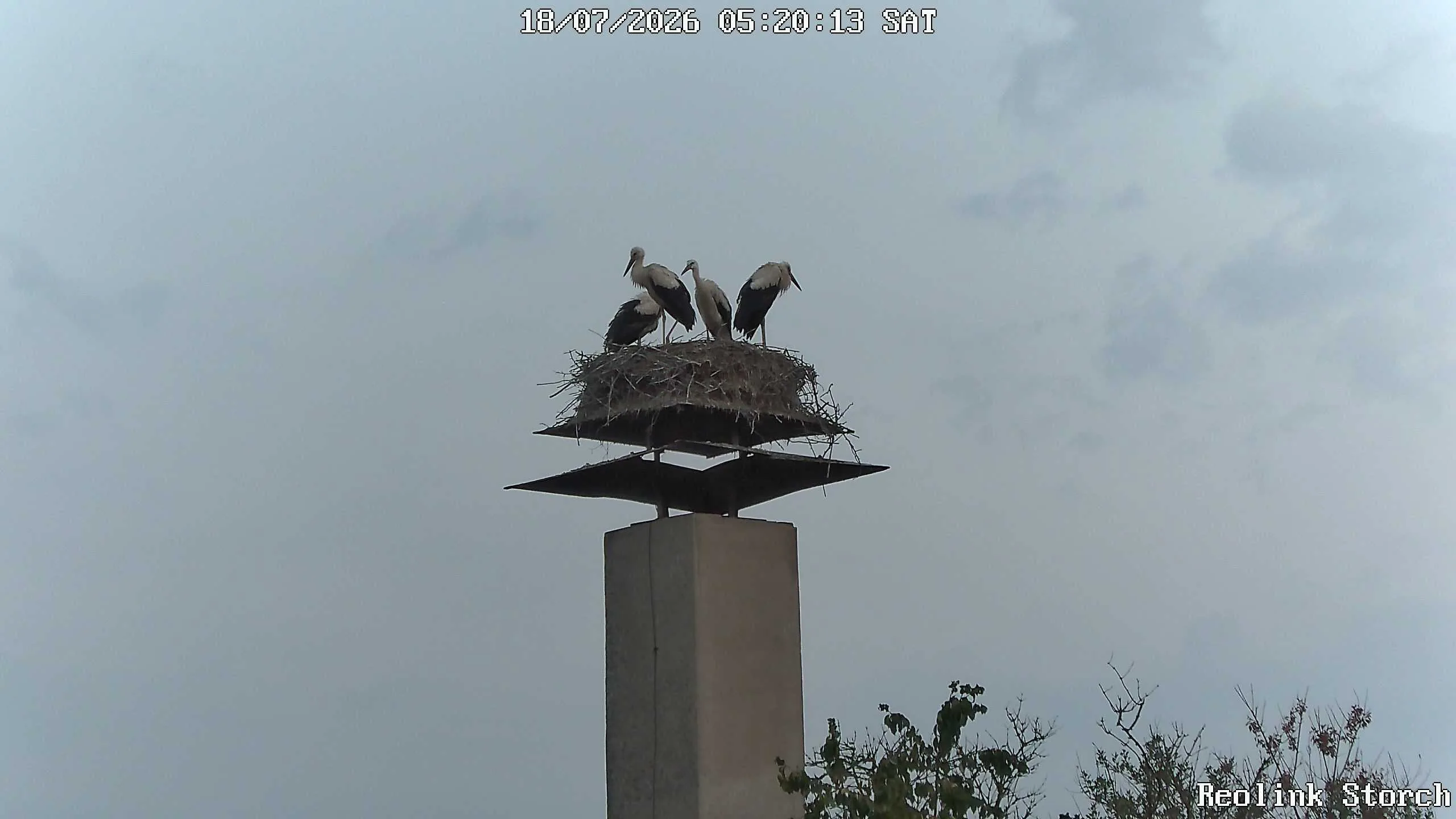 Storchencam Bild