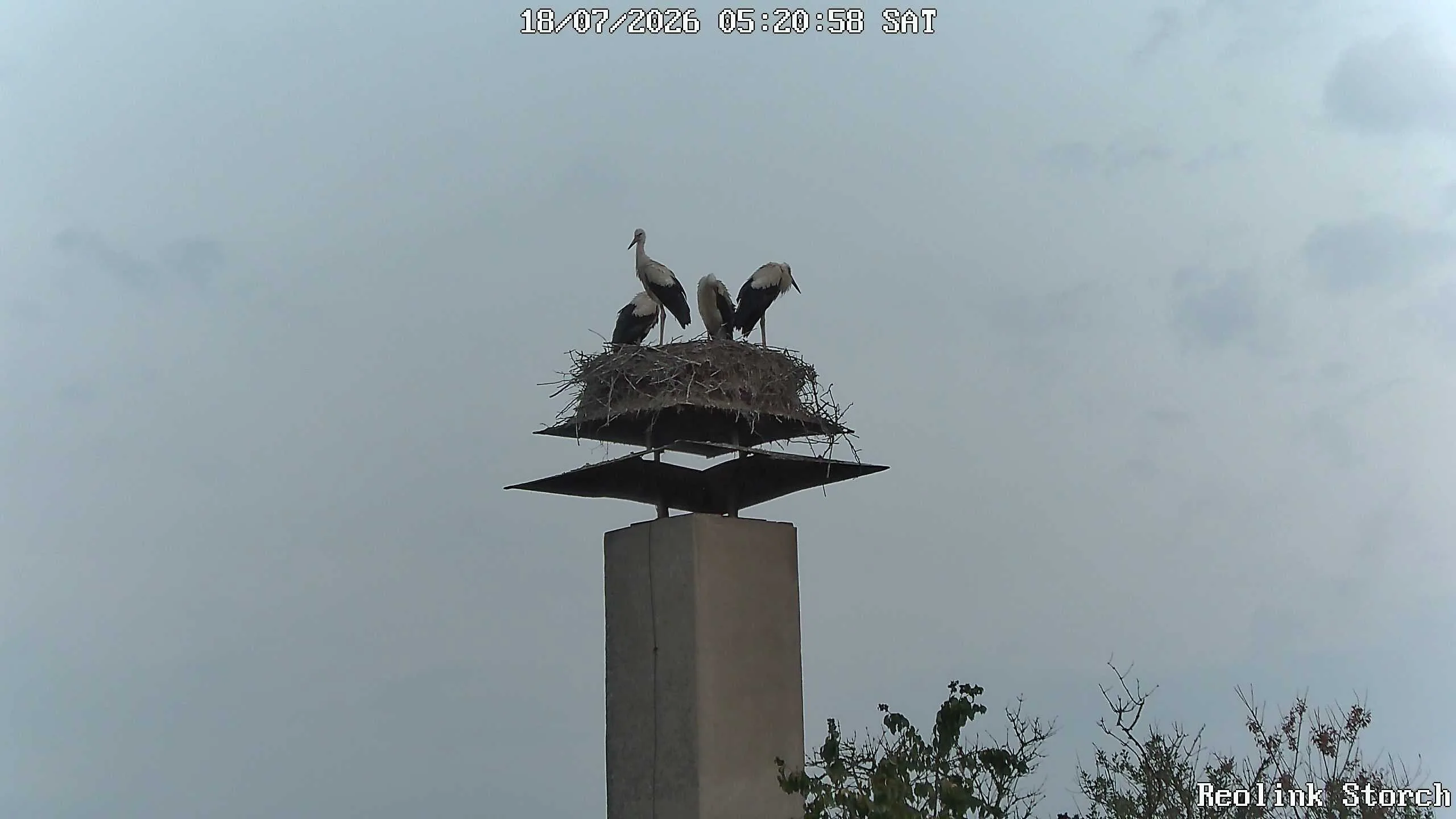 Storchencam Bild