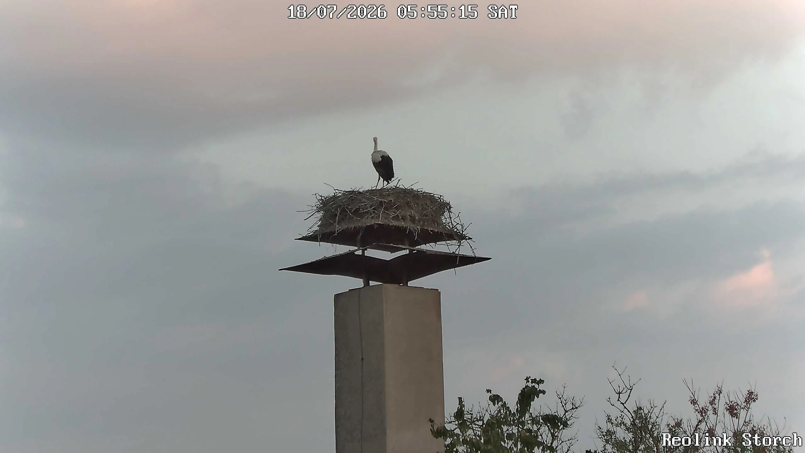 Storchencam Bild
