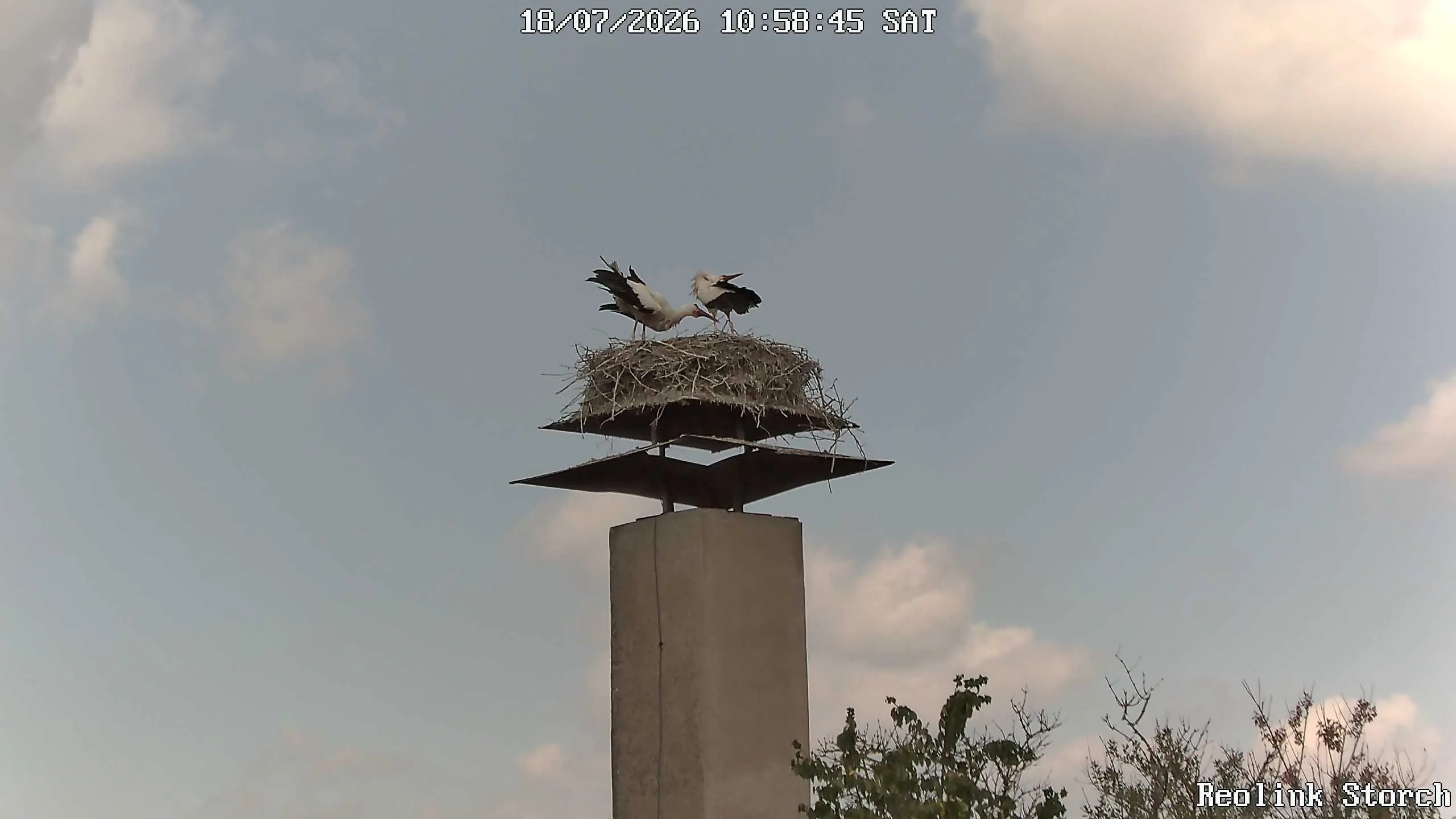 Storchencam Bild