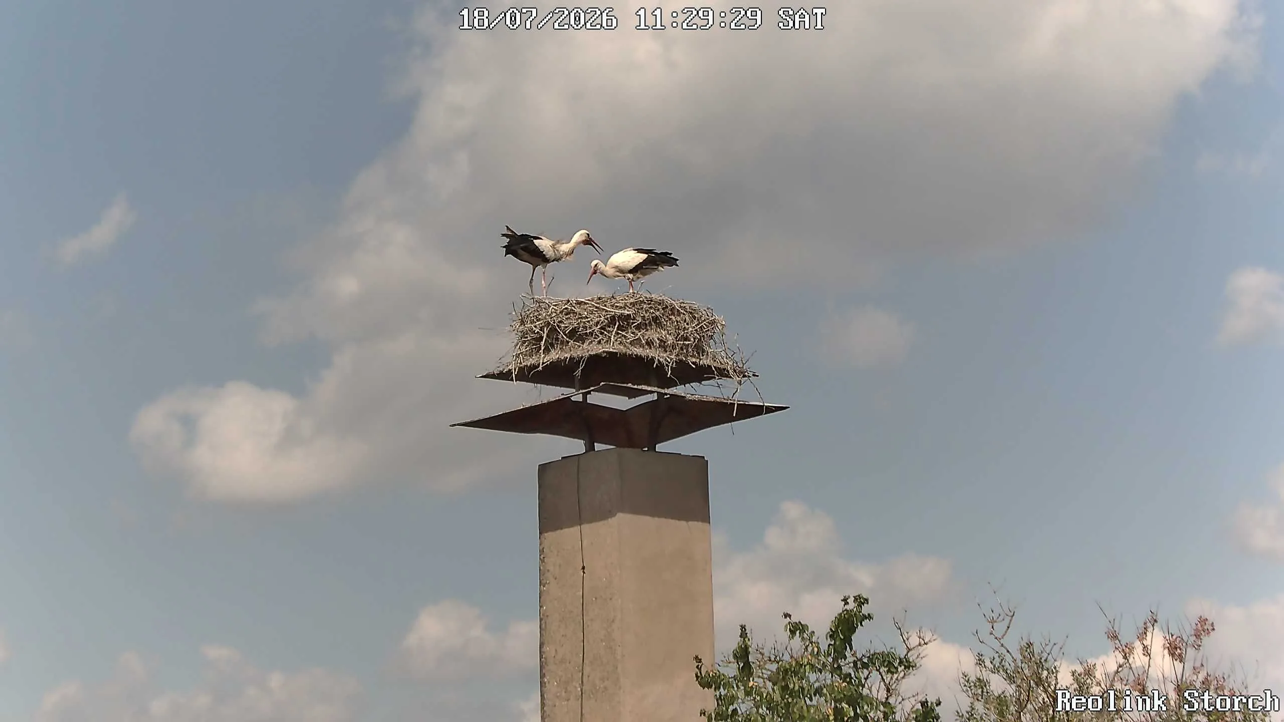 Storchencam Bild