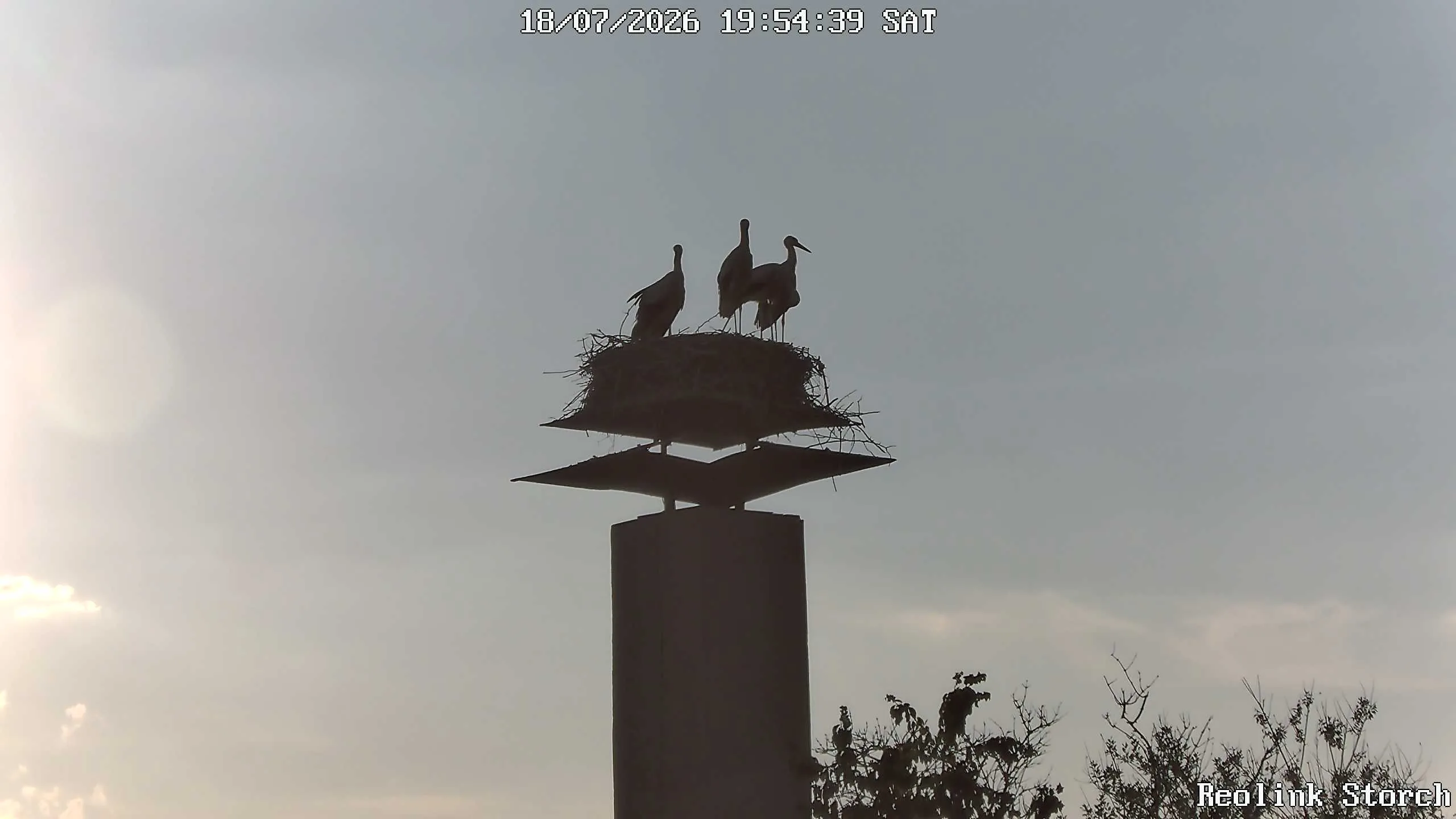Storchencam Bild