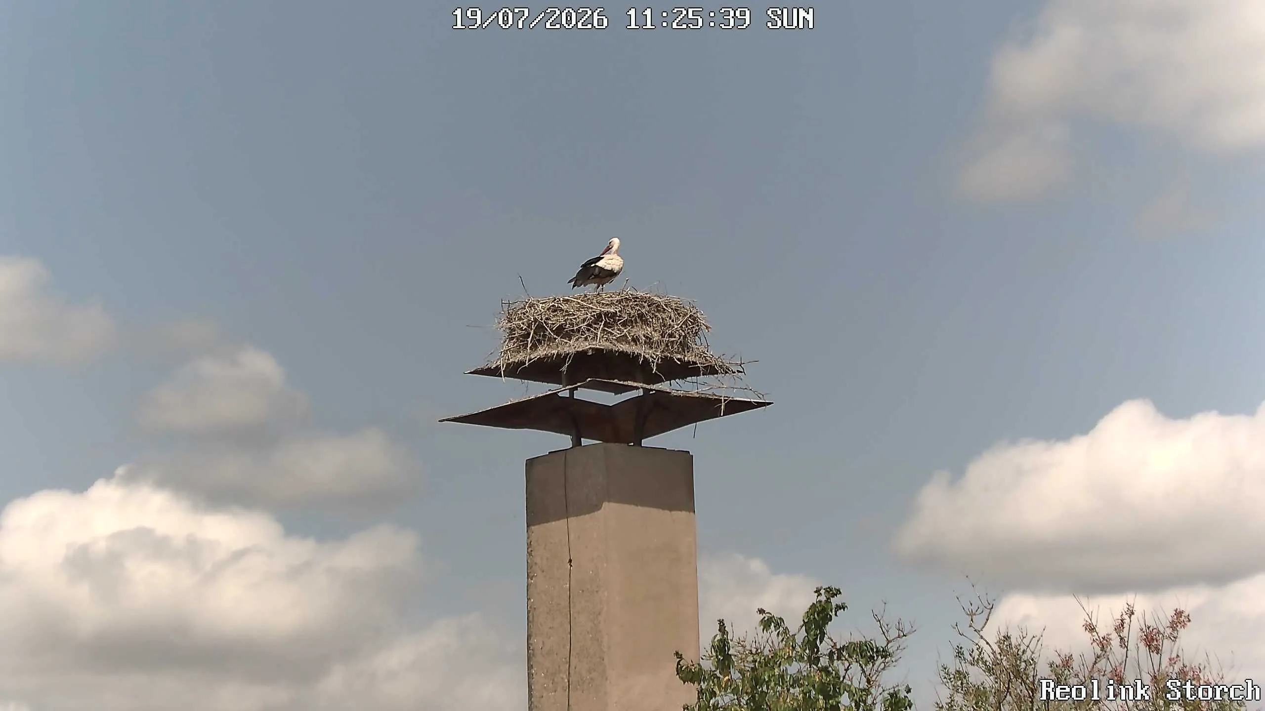 Storchencam Bild