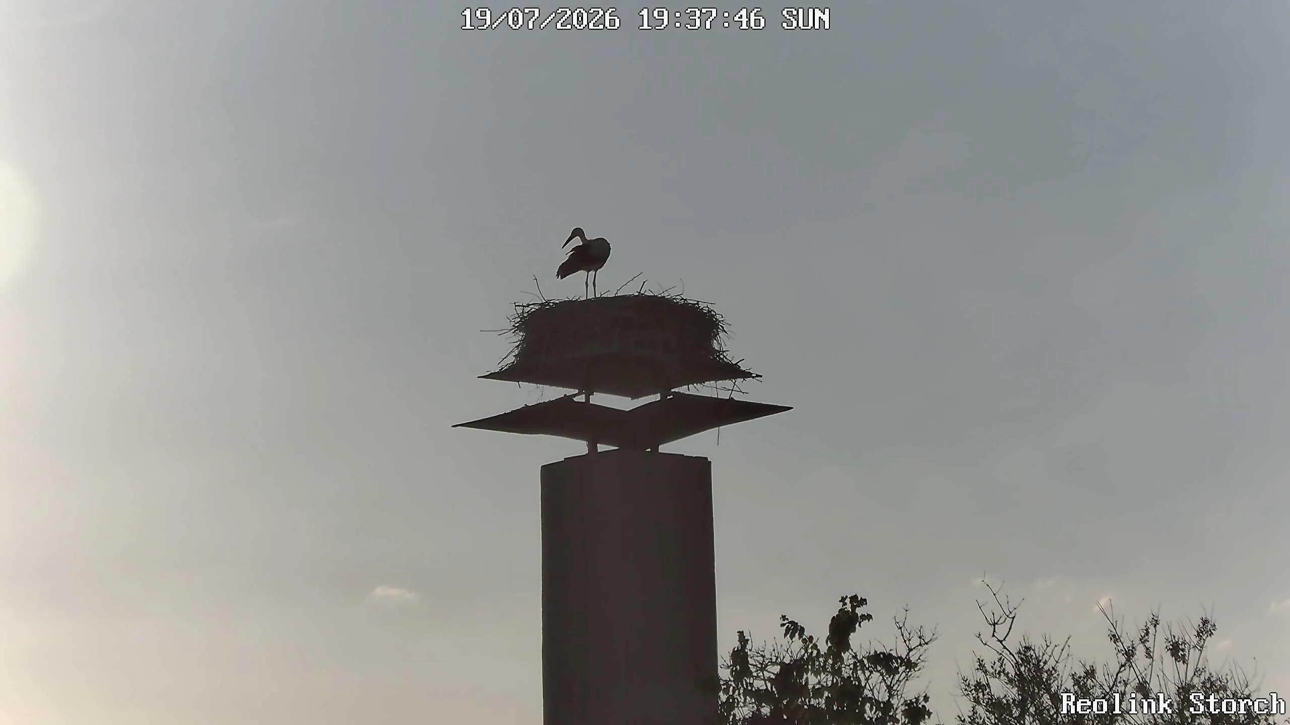 Storchencam Bild