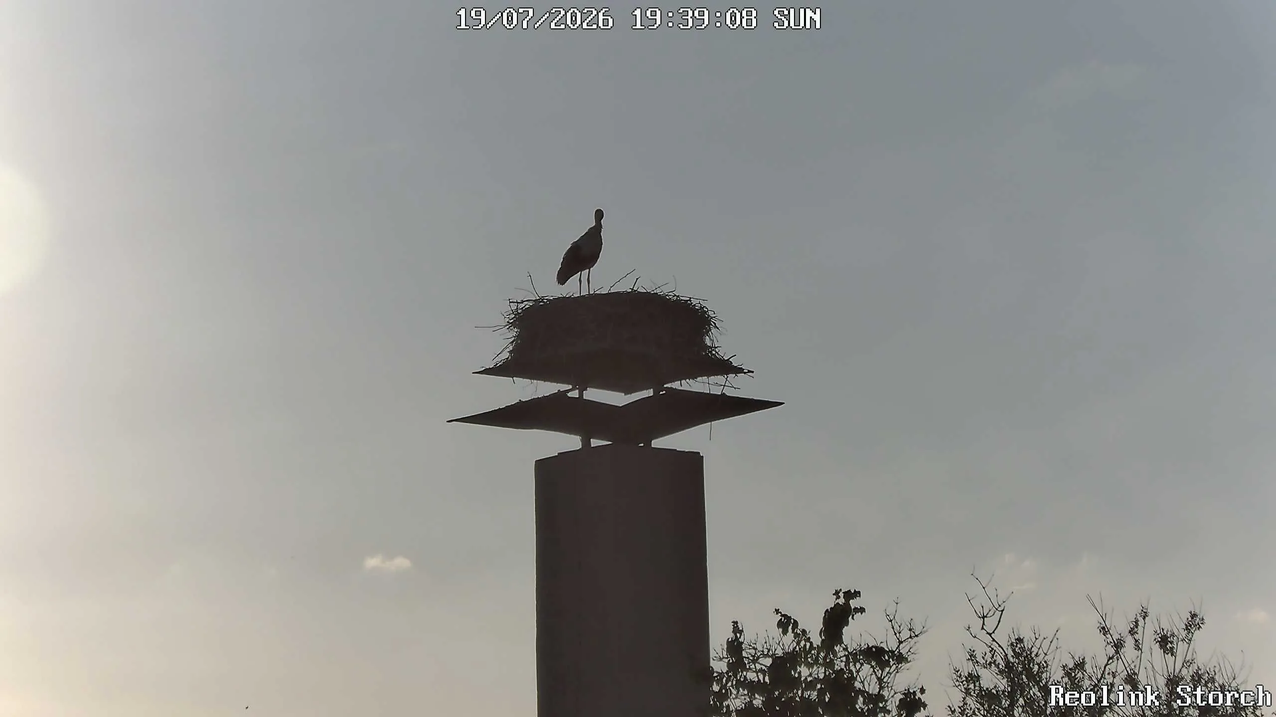 Storchencam Bild
