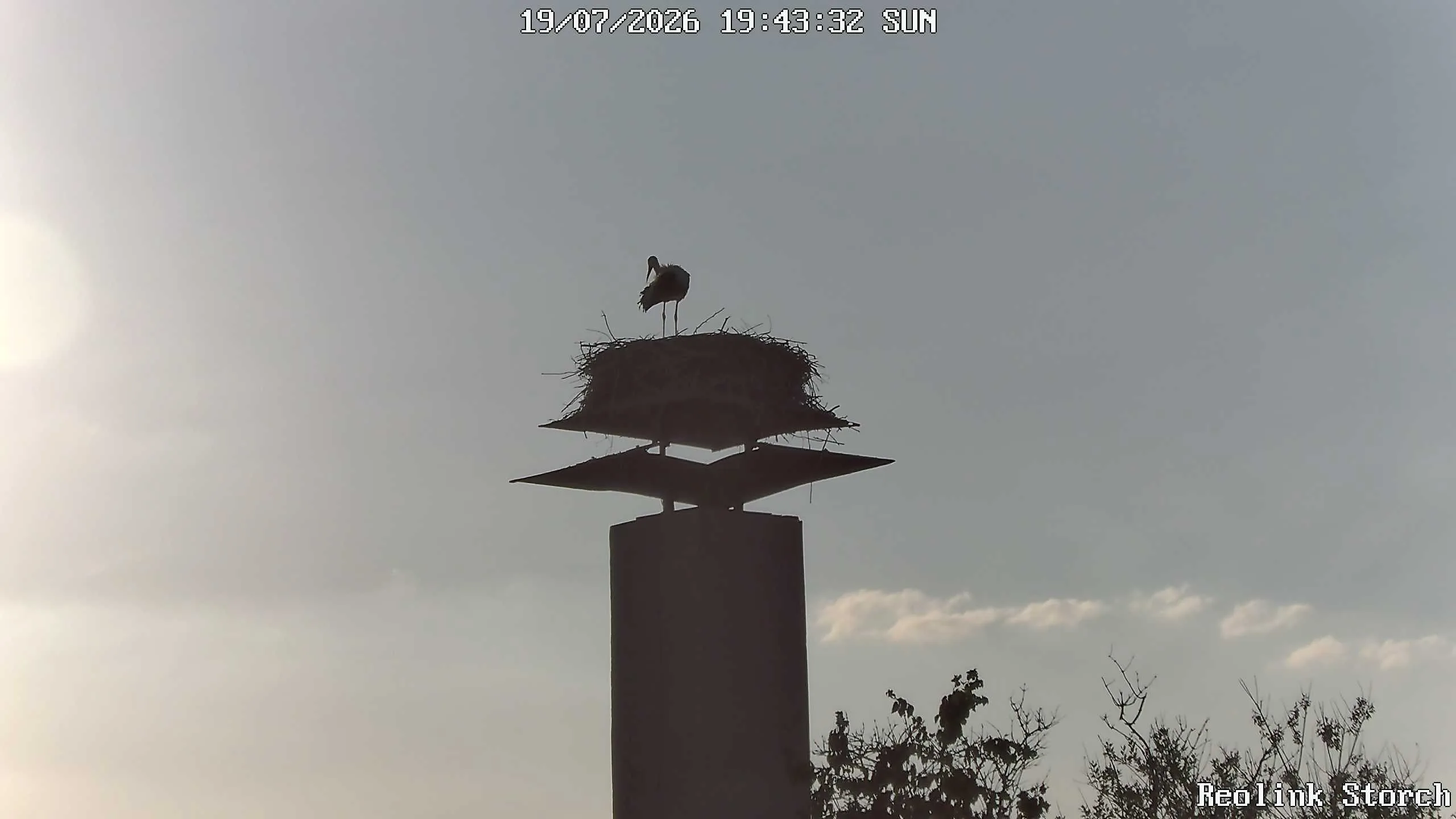 Storchencam Bild