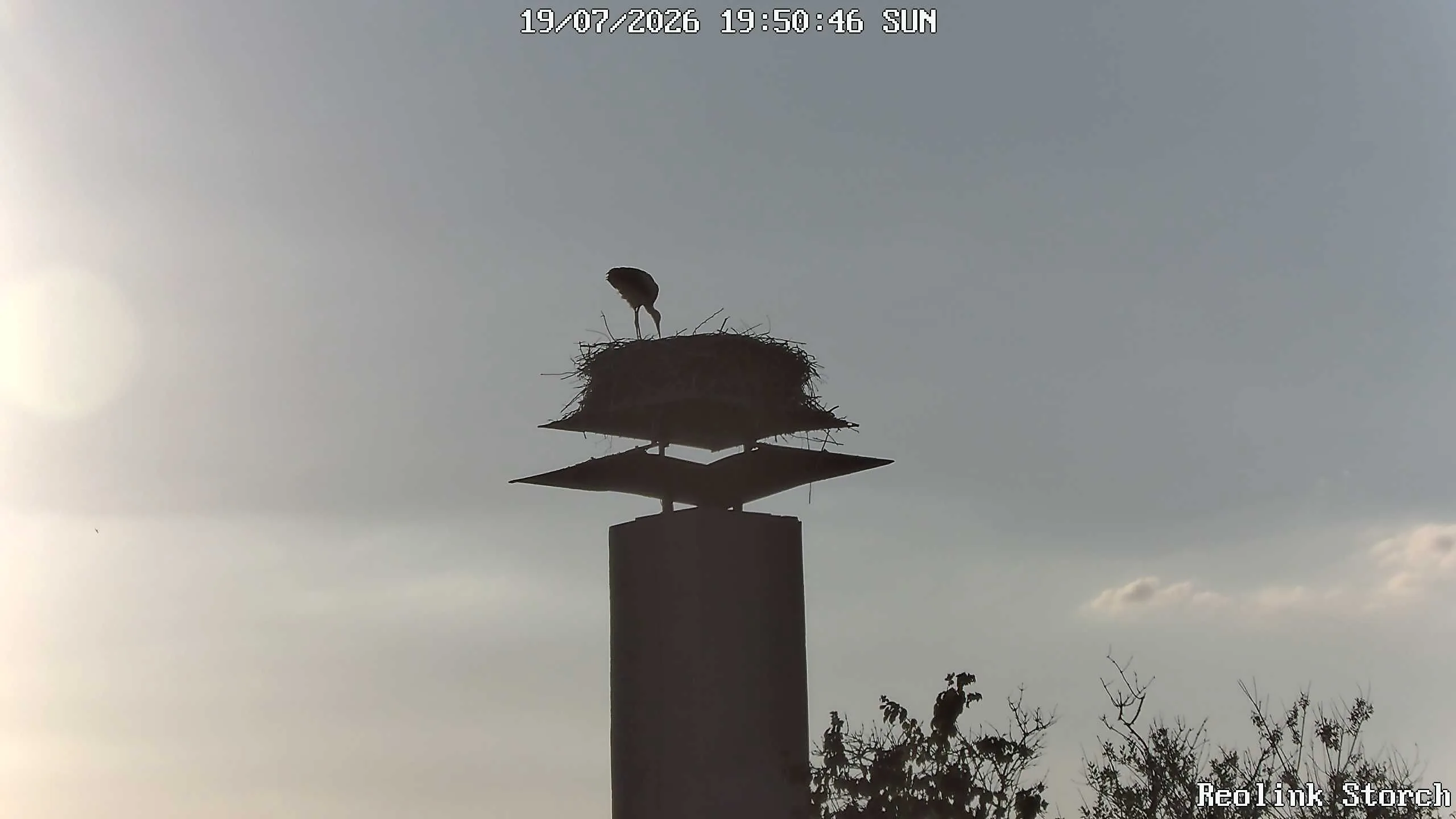 Storchencam Bild