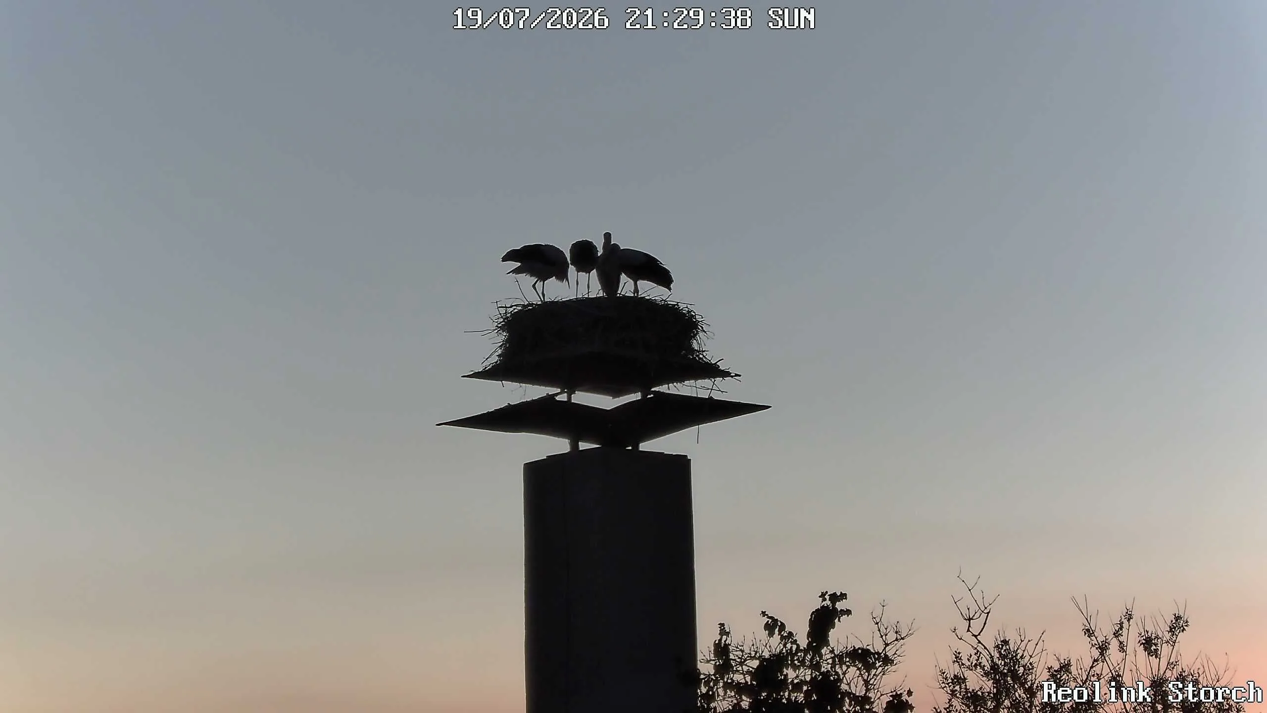 Storchencam Bild