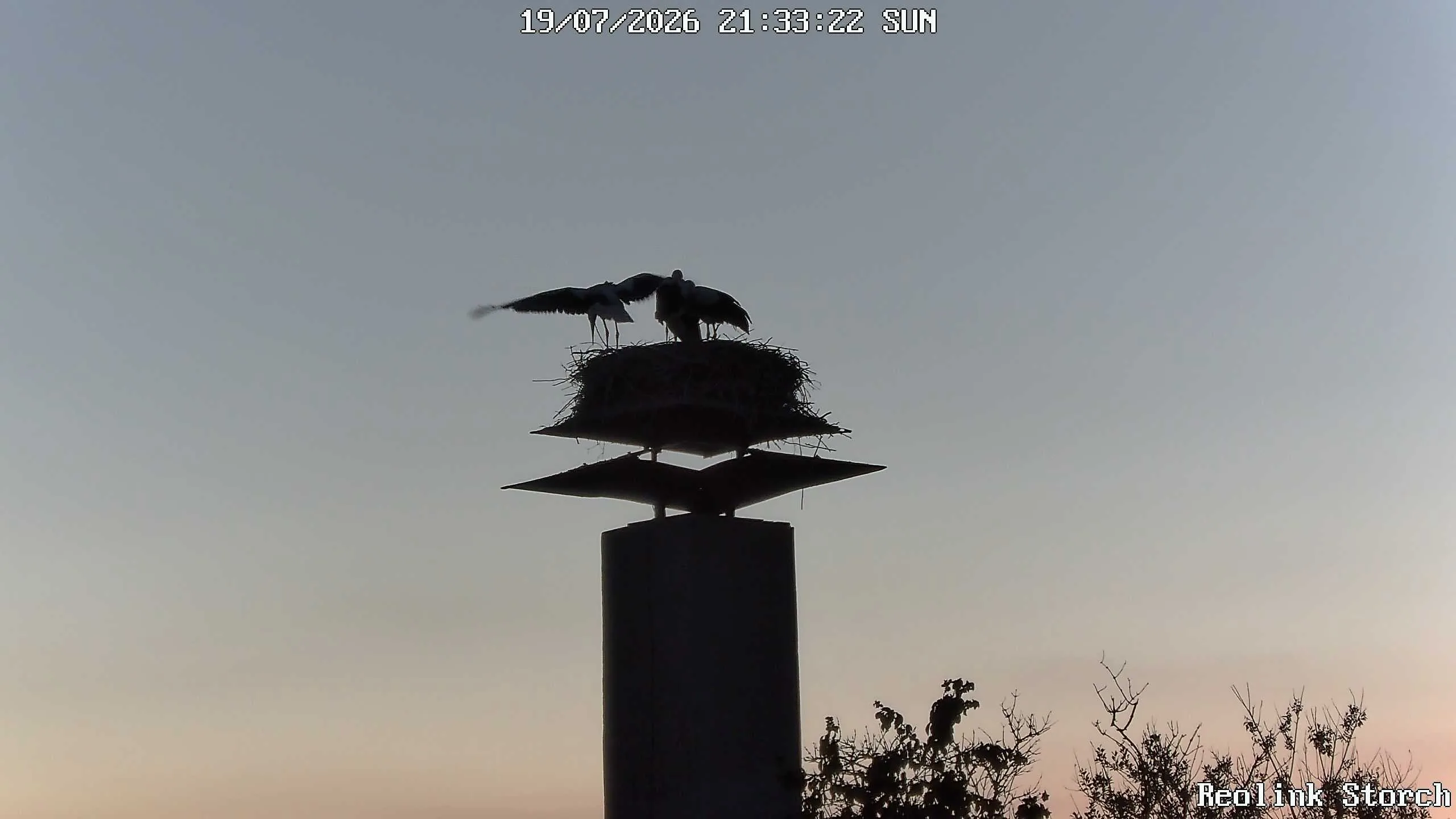 Storchencam Bild