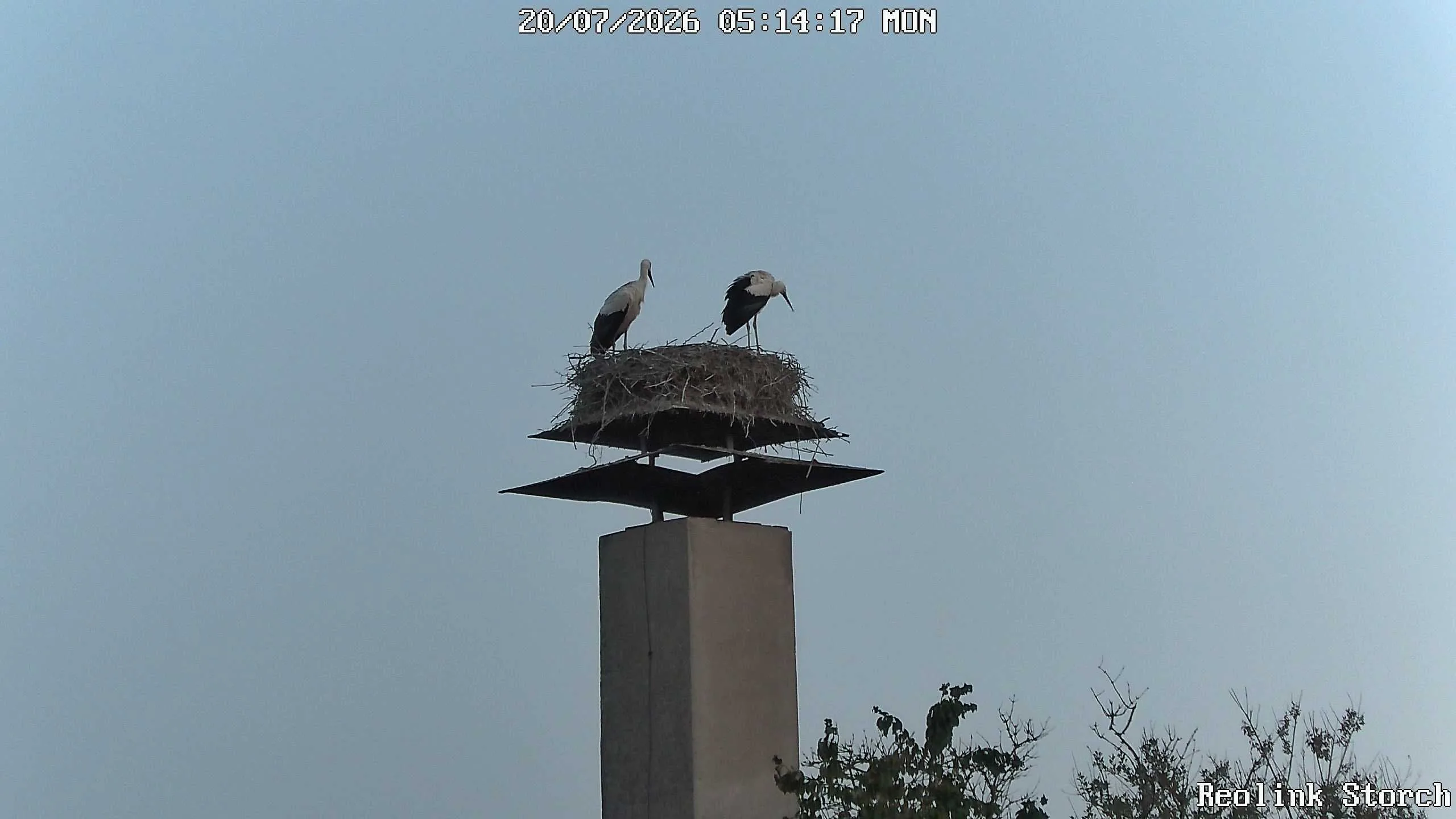 Storchencam Bild
