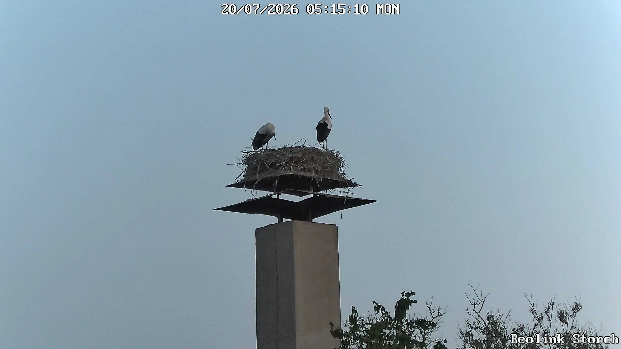 Storchencam Bild