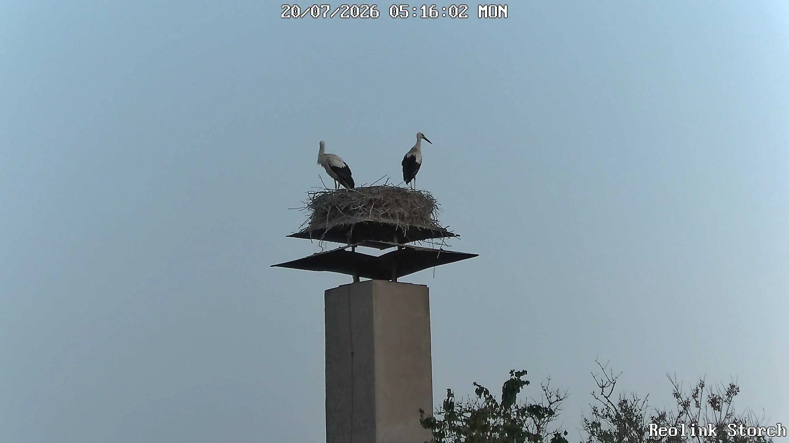 Storchencam Bild